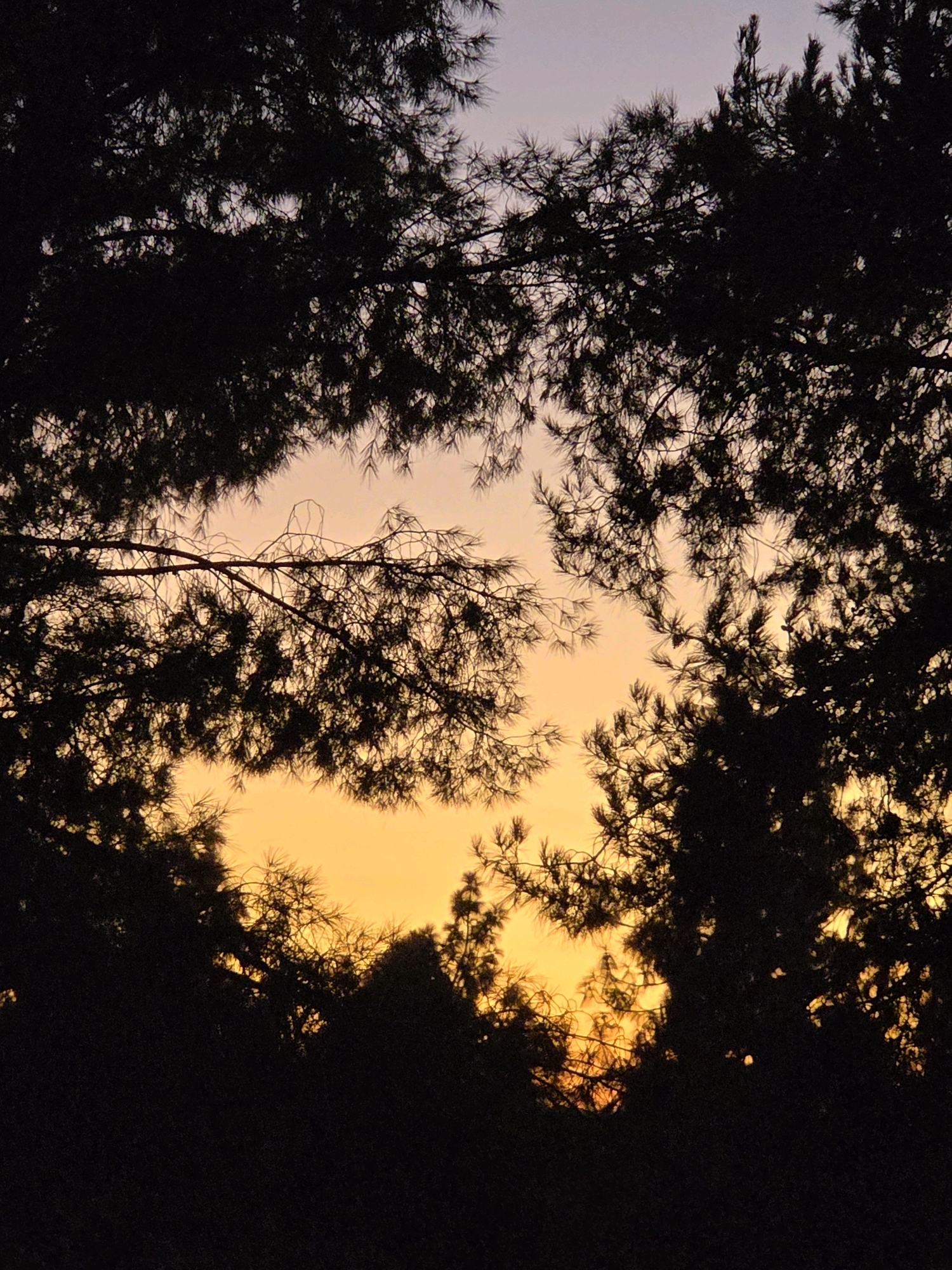 The image depicts a silhouette of pine trees against a sunset sky. The sky transitions from a soft purple at the top to a vibrant orange and yellow near the horizon, suggesting either sunrise or sunset. The pine branches and needles are dark and detailed, framing the colorful sky. The overall impression is one of natural beauty and tranquility. No specific location in Glendale, United States of America, can be determined from the image. There are no people, objects, or actions visible.