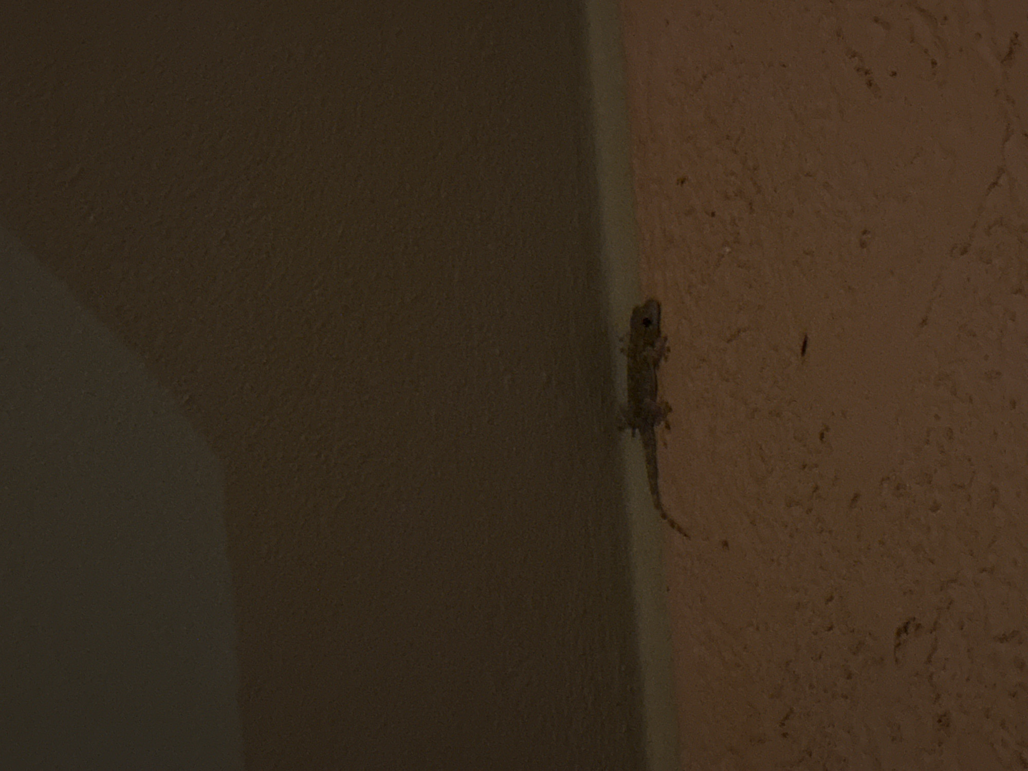 A small, light-colored gecko is perched on a textured, light orange wall, its body angled to the right. The gecko's tail curves upwards. Above the wall, the surface transitions to a darker, textured ceiling. The scene is dimly lit, with shadows obscuring finer details. The image appears to be a close-up of a domestic or outdoor wall in Biddeputzi/Villaputzu, Italy.