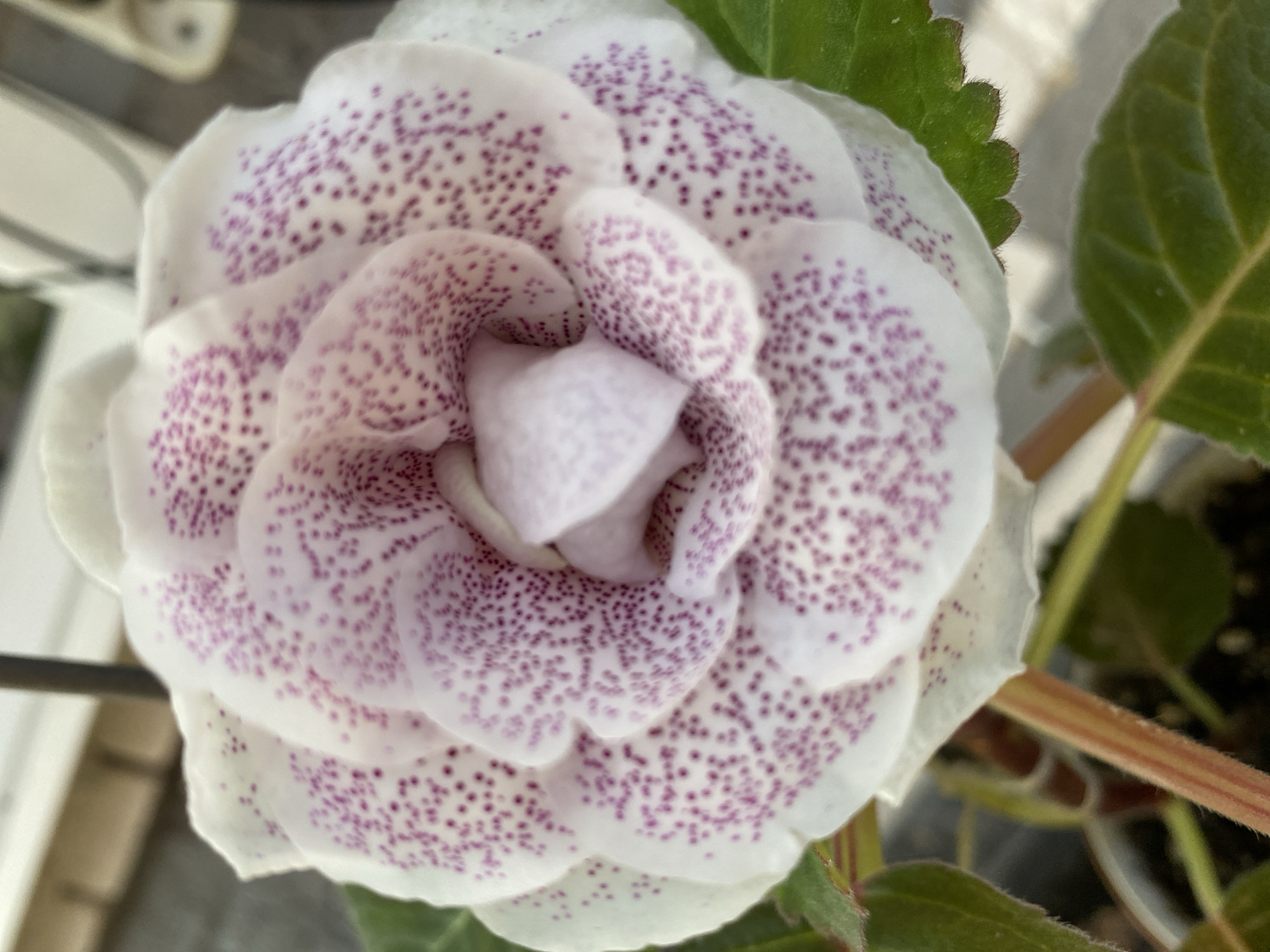 A close-up, overhead shot captures a bell-shaped flower with white petals heavily speckled with small, irregular purple dots. The flower is in focus, with its center forming a lighter, almost pale pink hue. Green leaves are visible at the bottom and right edges of the frame, appearing slightly out of focus. The stem of the flower, which is reddish-brown and fuzzy, is also visible. The background is blurred, showing hints of a pale wall or structure and a dark pot. There is no indication of the city of Maykop, Russia in the image.