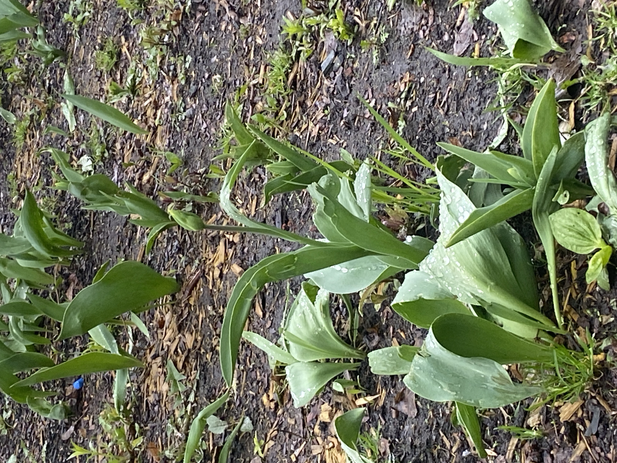 The media file displays an outdoor scene, likely a garden or flower bed, focusing on green leafy plants growing from dark, moist soil. The plants, resembling tulips or similar broad-leaved species, appear vibrant green and are covered in numerous water droplets, suggesting recent rainfall or heavy dew. Many of the plants are leaning or somewhat flattened against the ground, possibly due to the weight of the water or previous strong wind.
The ground consists of dark, wet soil mixed with what appears to be wood chips or bark mulch, indicating an intentional planting area. Scattered among the main plants are smaller green sprouts and bits of dry foliage. There is no human presence or discernible activity. The overall impression is one of a wet, possibly post-rain, natural environment. In one of the cropped images, a small, blue, circular object, possibly a piece of plastic debris, is visible among the foliage near the base of one plant. There is no visible text in the image. The setting suggests a temperate outdoor environment.