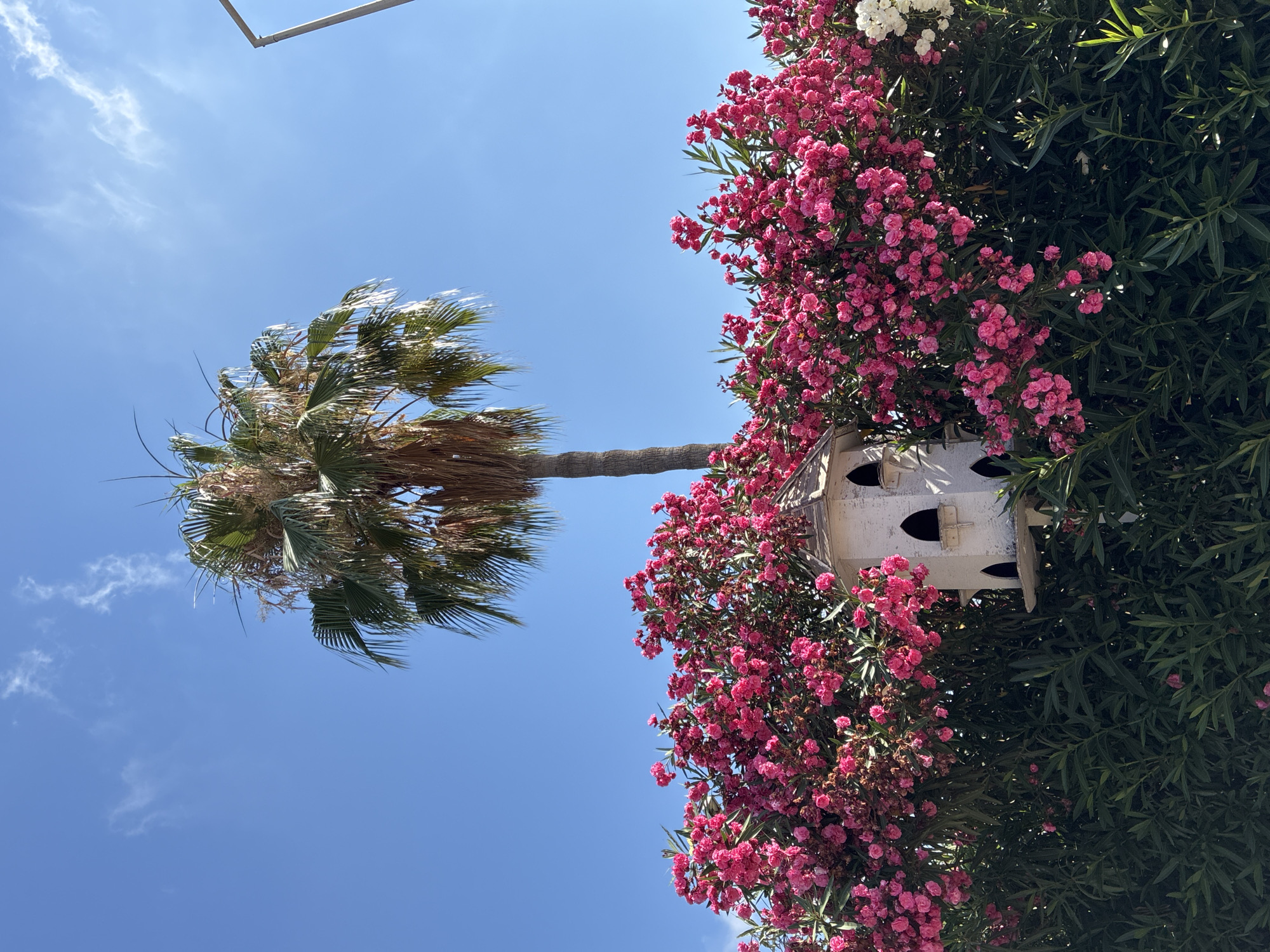 The image depicts a bright, sunny day in Alanya, Turkey. Dominating the upper half of the frame is a clear, vibrant blue sky with a few wispy white clouds. In the center of the image, a tall palm tree stands with its fronds spread wide against the sky. Below the palm tree, a lush hedge of vibrant pink oleander flowers is in full bloom, forming a dense wall of color. Nestled within the oleander bushes, and slightly to the left of the center, is a small, white, multi-tiered birdhouse with arched openings. The birdhouse appears decorative and is perched on a stand that is partially obscured by the foliage. The lower portion of the image is filled with the dark green leaves of the oleander bushes and other greenery. A hint of a light-colored pole or structure is visible on the far right edge of the frame. The overall impression is one of a well-maintained outdoor space, possibly a garden or a public area in Alanya, characterized by its natural beauty and a touch of whimsy with the birdhouse.