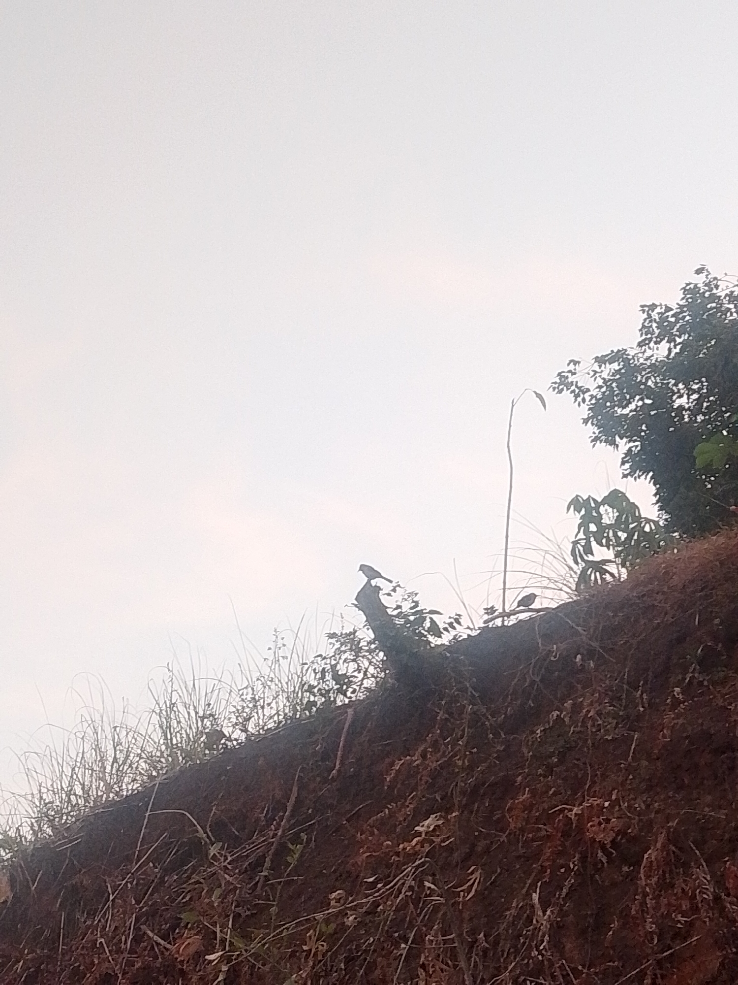 The image shows a low-angle view of an eroded dirt embankment covered with dry grasses and vegetation. The sky is overcast and bright. On the embankment, there are at least three small birds. Two are perched on exposed tree roots or branches, and one is on a thin, tall plant stalk. To the right, dense green foliage from trees and plants forms a dark mass against the sky. The scene appears to be a natural area on the outskirts of Amurang, Indonesia, likely a roadside or hillside.