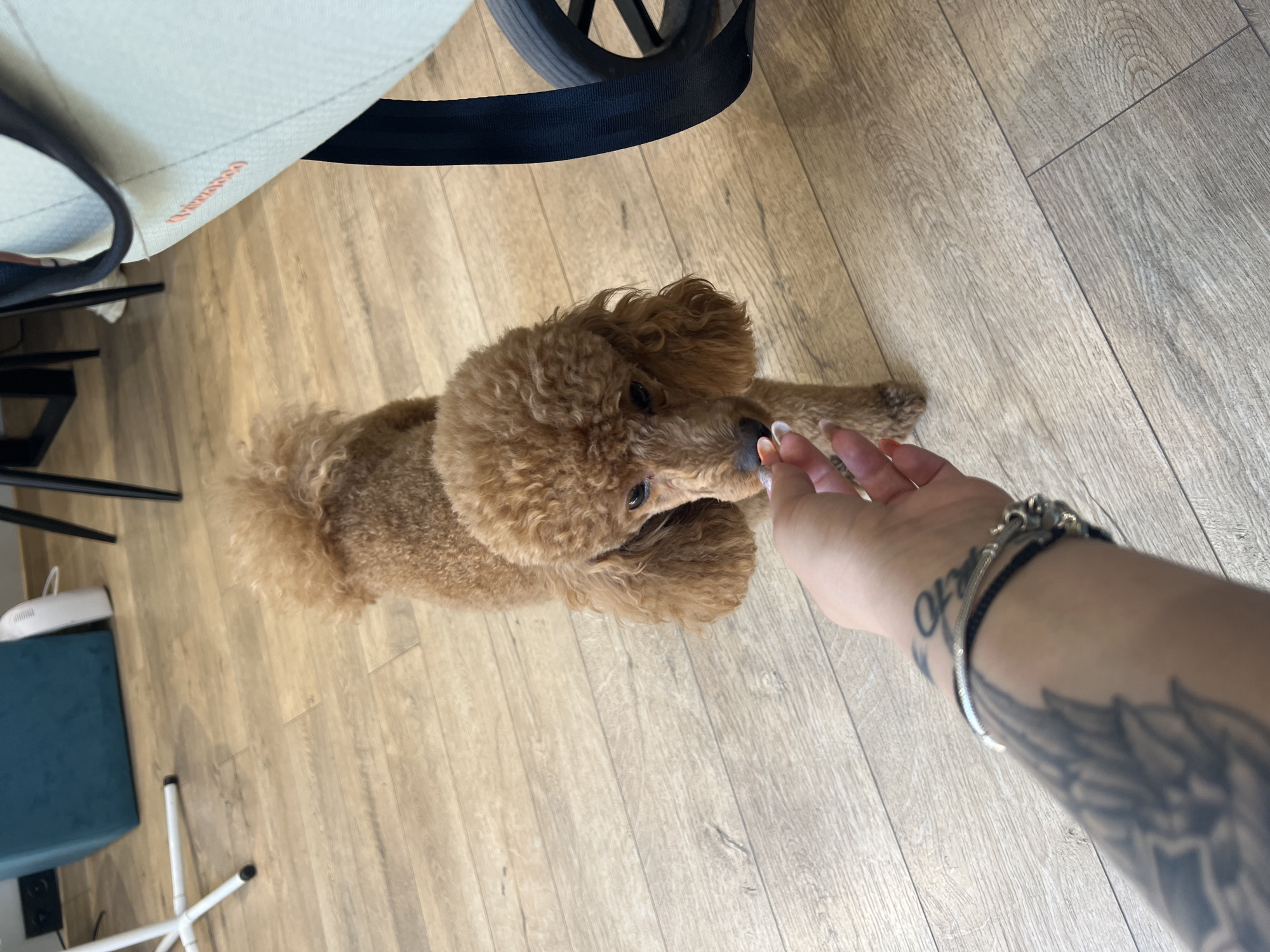 A small, toy poodle with curly brown fur is being fed a treat by a person's hand. The poodle is standing on a wooden floor, looking down at the treat. The person's hand is tattooed and wearing a bracelet. In the background, there is a teal ottoman, a white air purifier, and a stroller. The environment appears to be an indoor setting, possibly a living room. The image was taken in Plovdiv, Bulgaria.