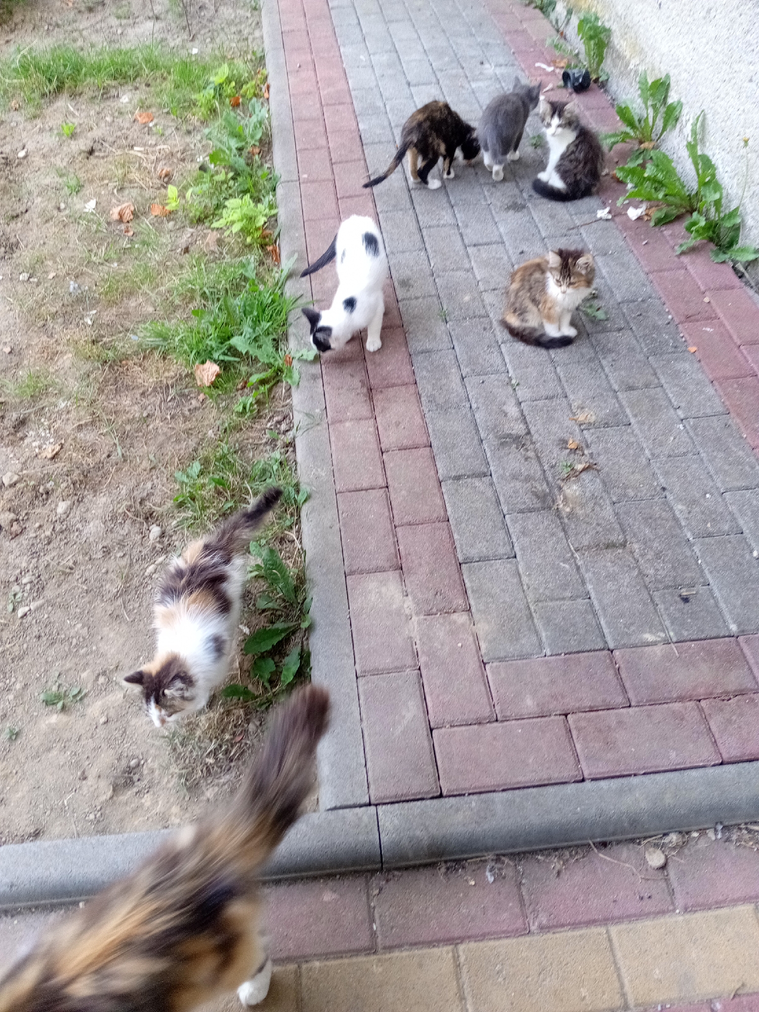Six cats are present on a paved walkway in front of a grassy area, with a concrete wall on the right. The cats' fur colors vary from black and white to calico and grey. One cat is white with black spots, another is a calico, a third is grey, a fourth is dark brown and black, a fifth is brown and white, and a sixth is a calico. The walkway is made of rectangular bricks in shades of red and grey. The grassy area is patchy with some dry leaves. The scene appears to be outdoors, possibly in a residential area or park. The image does not contain any information that would allow for its location to be identified as Tiachiv, Ukraine.