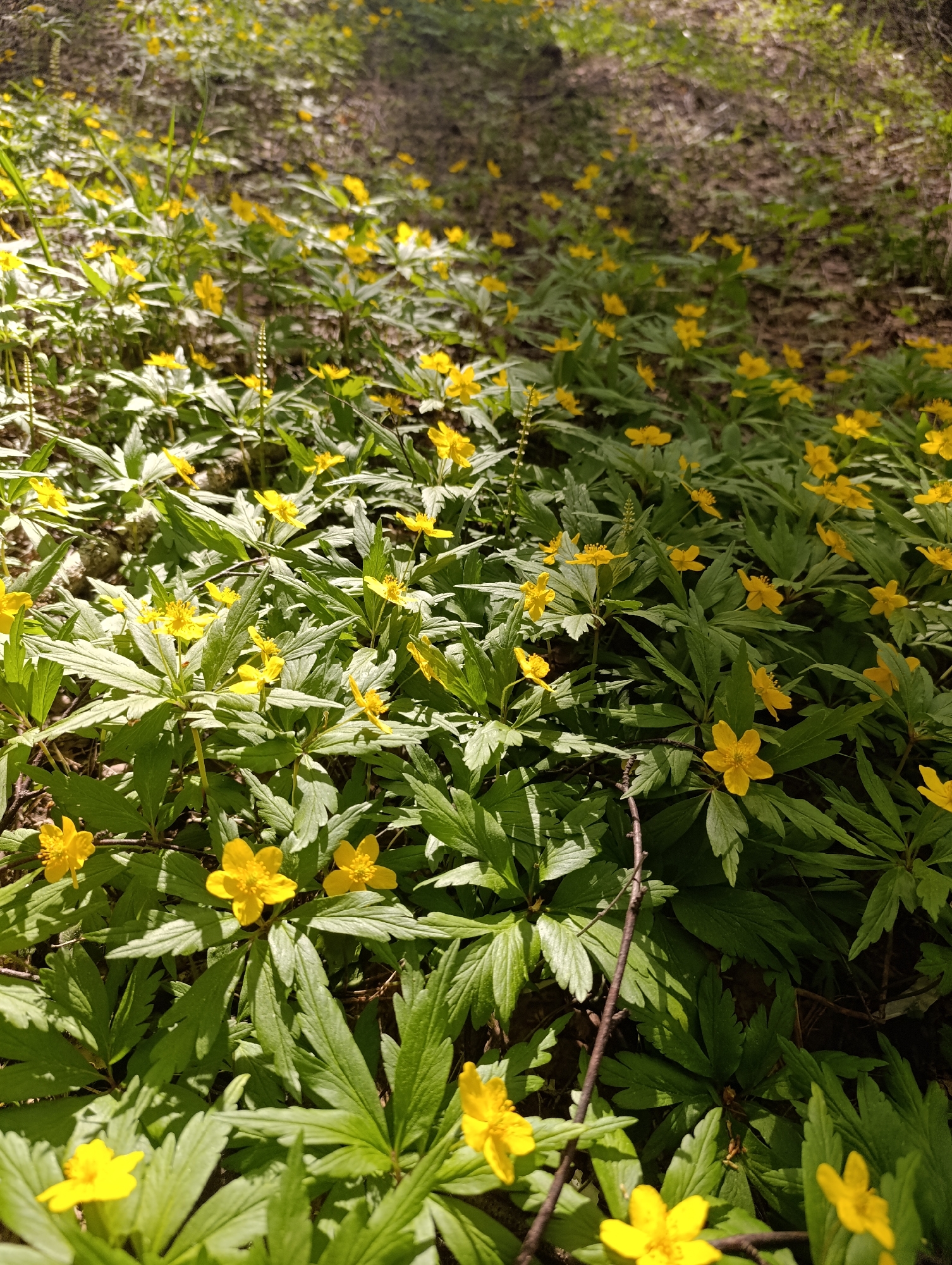 The image shows a field of yellow flowers with green leaves, possibly in a wooded area. The location is unknown. The flowers are small and numerous, covering the ground. Some areas are shaded, while others are brightly lit by sunlight. There are some twigs and other debris scattered among the flowers.