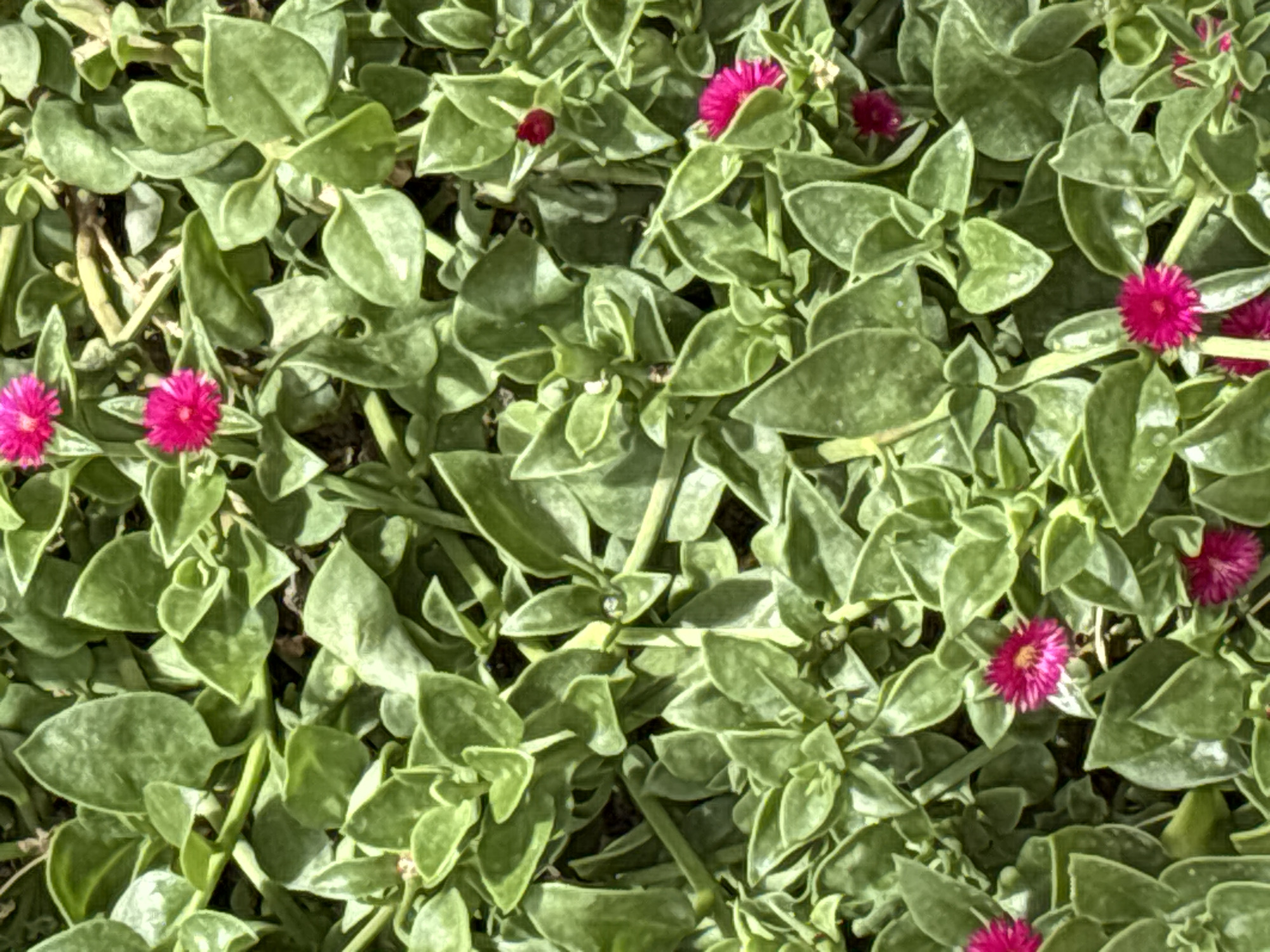 The image shows a close-up, overhead view of a dense ground cover plant with succulent, triangular leaves. The leaves are a vibrant green and appear somewhat waxy. Scattered throughout the foliage are small, bright magenta flowers. The plant appears to be growing in a natural or garden setting, with some dark soil visible between the plants. There are no people or man-made objects clearly visible in the image. The overall impression is of lush, green vegetation with pops of bright color from the flowers. Without further context or landmarks, it is impossible to pinpoint a specific location within the city of Orihuela, Spain.