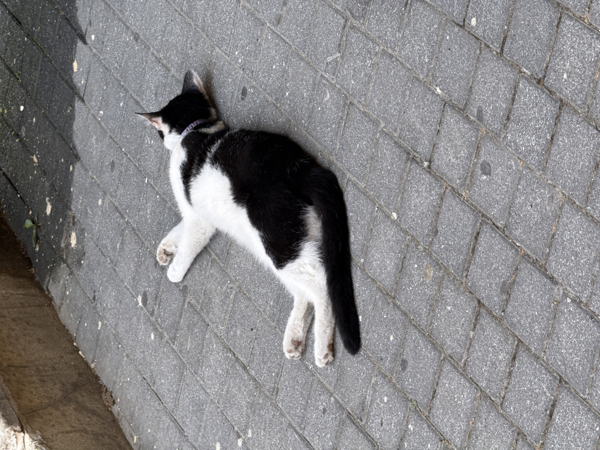 A black and white cat is lying on its back on a paved walkway. The cat is wearing a thin, purple collar. The walkway is made of rectangular gray pavers. To the left of the walkway, there is a rough, stone wall. There are some small green plants growing in the crevices of the pavers and near the wall. The scene appears to be outdoors in an urban setting.