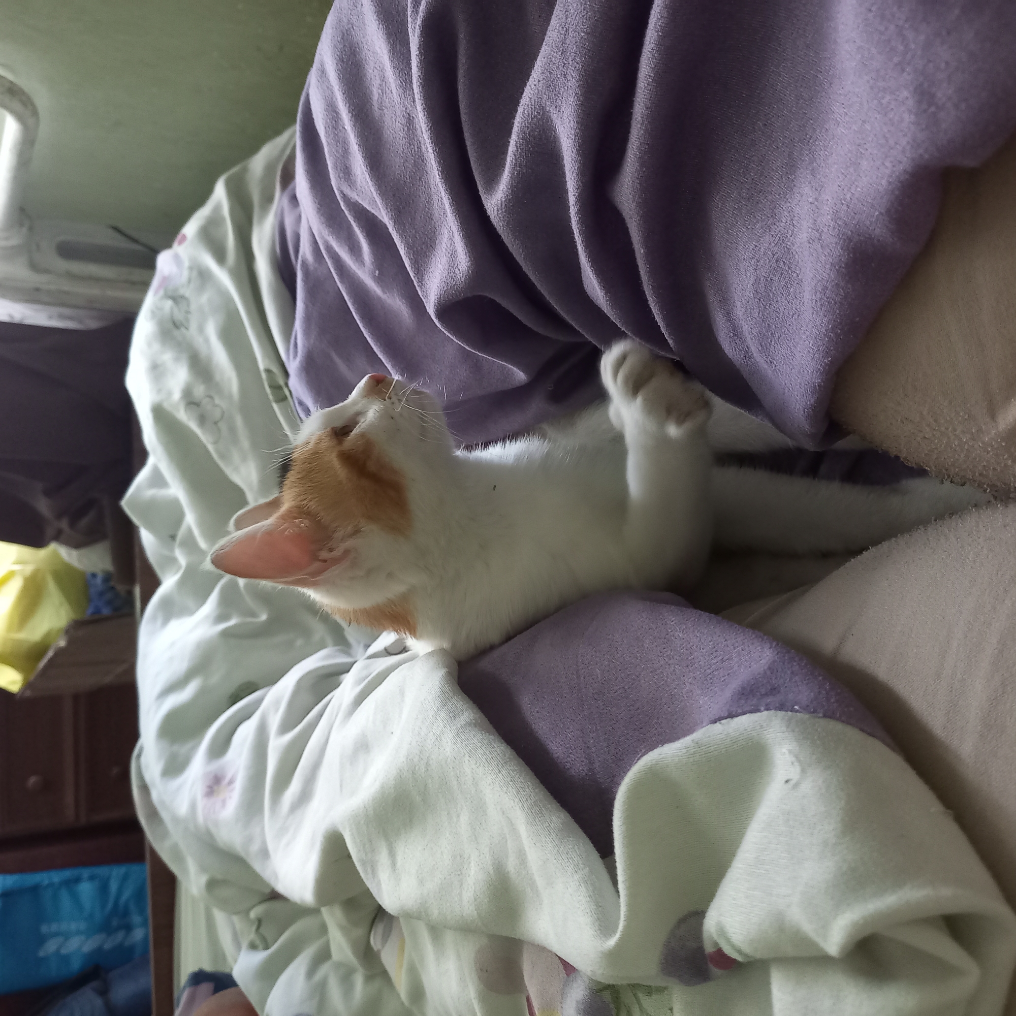 A domestic short-haired cat, mostly white with orange markings on its head, is nestled among a pile of rumpled blankets. The blankets appear to be a mix of white and purple. The cat is looking to the right, with its paws resting on the purple blanket. The scene suggests a relaxed and domestic setting, possibly a bedroom. There is no indication of the location being in Klyntsi, Ukraine, or any other specific city. The image is taken from a close-up perspective, focusing on the cat and the bedding.