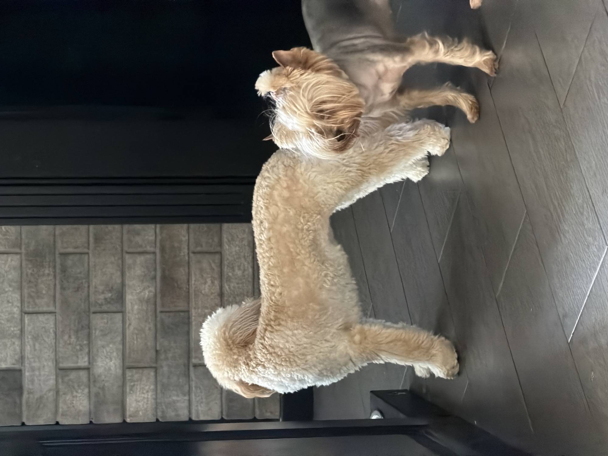 Two dogs are standing on a dark, tiled floor indoors, possibly in a home. A larger, fluffy, cream-colored dog is on the left, facing away from the camera and towards a textured brick wall. A smaller, tan and gray dog with shaggier fur, possibly a Yorkshire Terrier, is on the right, facing the camera with its head tilted and partially obscured by its fur. The background includes a dark, vertical structure, possibly a door or cabinet, and the brick wall. The scene appears to be a candid moment captured inside a residential setting. There is no information to suggest this location is in Bila Tserkva, Ukraine.