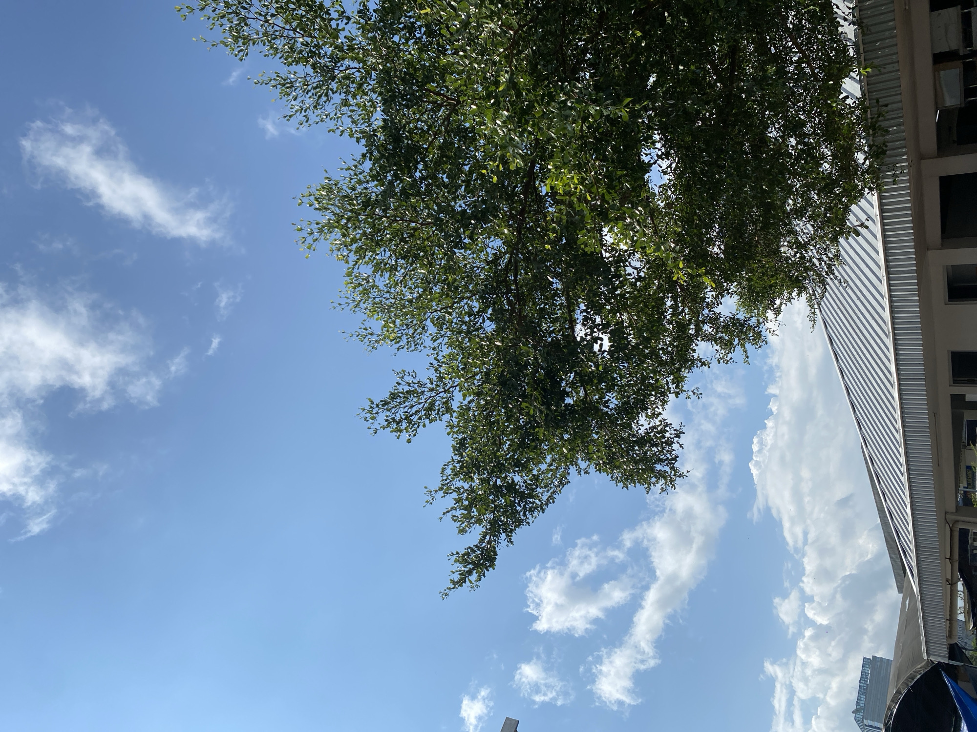 A wide-angle, vertical shot showcases a clear blue sky with scattered white clouds, partially obscured by the lush green foliage of a tree in the foreground. The tree's branches, laden with small leaves, extend from the right side of the frame, reaching towards the left. Below the tree and sky, a low-rise building with a corrugated metal roof is visible. The building appears to be part of a commercial or industrial complex, with some structures and possibly tarps in the lower left corner. In the distance, a tall, modern building with a glass facade stands out against the sky. The scene depicts an outdoor environment on a sunny day in what is described as the city of Gambut Barat, Indonesia, with a mix of natural and man-made elements.