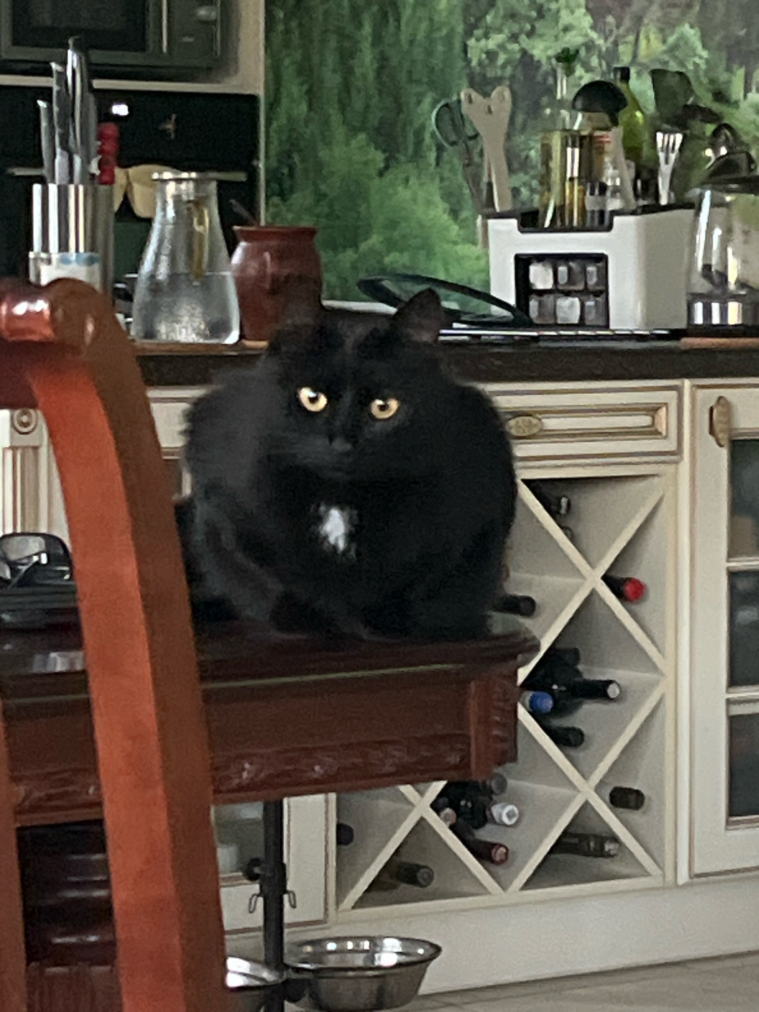 A fluffy black cat with yellow eyes is perched on a dark wooden surface in a kitchen. The cat has a small patch of white fur on its chest. Behind the cat, a white cabinet with a wine rack filled with several bottles is visible. To the left of the cat, a portion of a reddish-brown wooden chair is in the foreground. The background shows kitchen counters with various items, including bottles and a spice rack. The environment suggests an indoor setting, likely a home kitchen.