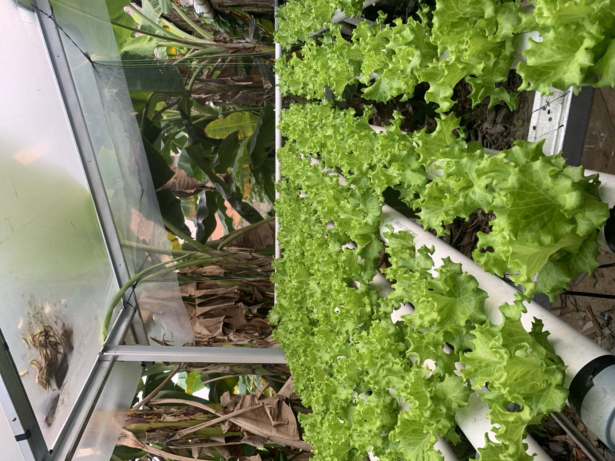 The image shows a hydroponic system with rows of vibrant green lettuce plants growing in white PVC pipes. The lettuce leaves are ruffled and healthy, indicating optimal growing conditions. In the background, lush banana trees with large leaves and dried brown stalks are visible, suggesting a tropical or subtropical environment. The structure appears to be a greenhouse or a covered growing area, with a translucent roof and metal framing. There are also some dried leaves and debris on the roof of the structure. The overall scene depicts a modern agricultural setup integrated within a natural, possibly humid, outdoor environment. While the image is taken in Palembang, Indonesia, there are no people or discernible urban elements present in the frame. The focus is solely on the cultivated plants and the agricultural infrastructure.