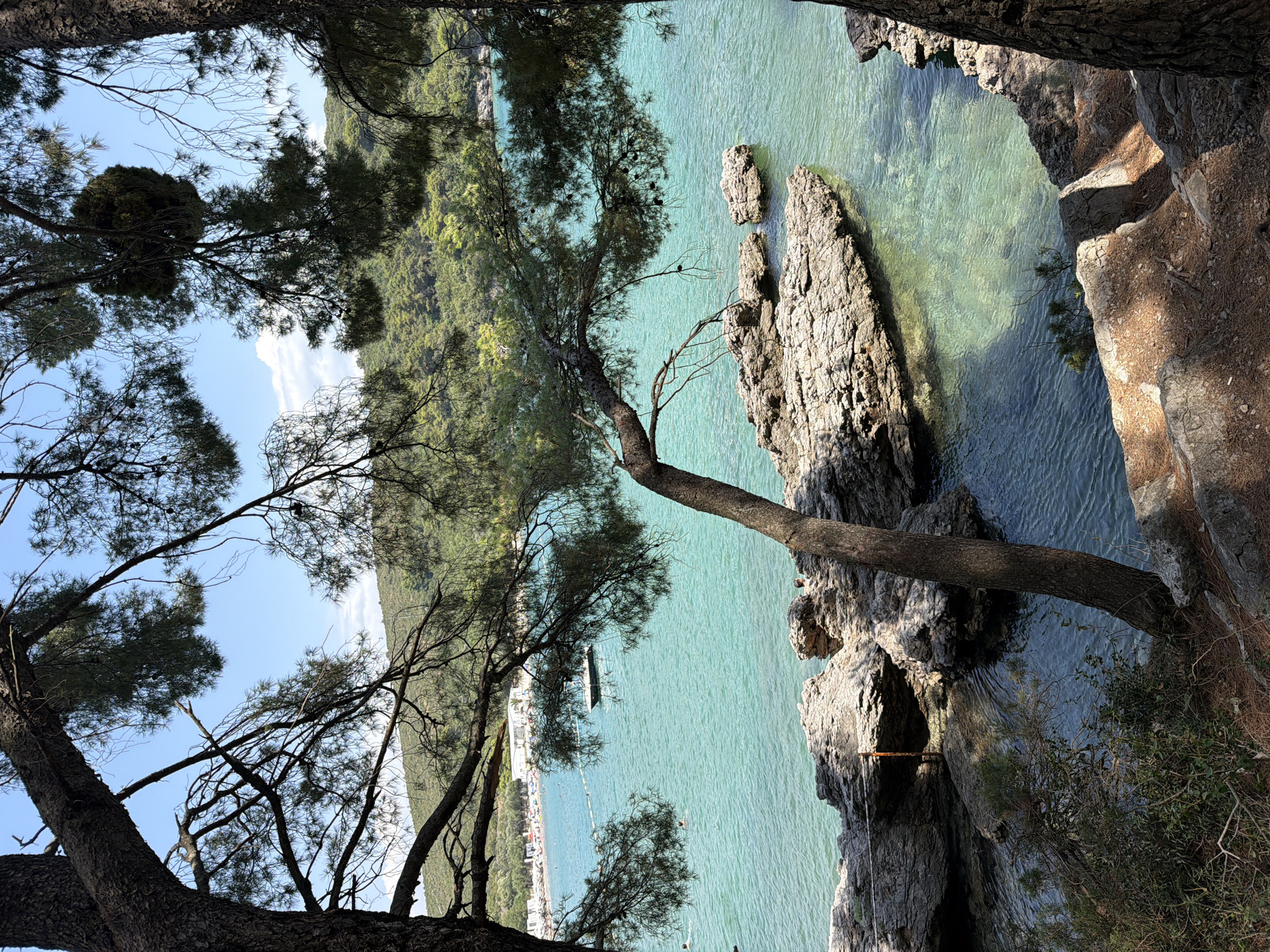 A vertical, medium shot captures a picturesque view of the Adriatic Sea from a rocky outcrop, framed by the branches of pine trees. The water is a vibrant turquoise, clear enough to reveal the seabed and scattered rocks beneath the surface. Several larger, textured rocks jut out from the water in the foreground, some partially submerged. In the distance, a crescent-shaped beach is visible with a scattering of white buildings and numerous beachgoers. A small boat is anchored in the water, and a line of buoys separates a swimming area from the open sea. The backdrop is a lush, green hillside densely covered with pine trees. The sky above is a clear, bright blue with a few wispy clouds. The scene is tranquil, evoking a sense of natural beauty and a popular coastal destination.