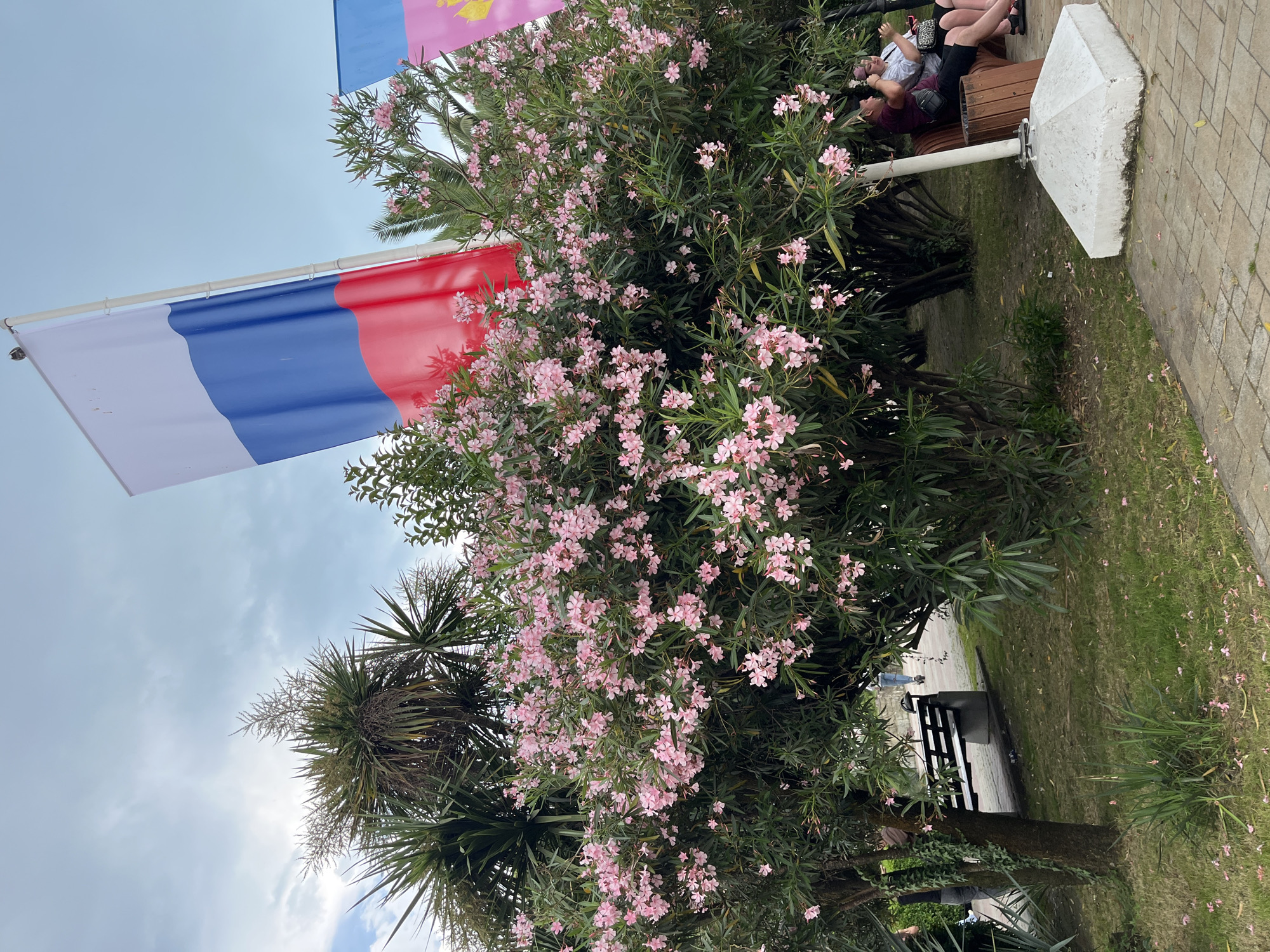 This image depicts a park scene in Sochi, Russia, likely during the daytime with overcast skies. The primary subjects are a vibrant flowering tree with numerous small pink blossoms and lush green foliage, situated prominently in the foreground. Behind the tree, a flag is visible, displaying horizontal bands of white, blue, and red, suggesting it's the Russian flag. Further in the background, part of another flag with pink and yellow colors is discernible.
In the middle ground, a wooden bench is occupied by several people who appear to be relaxing or sitting. One individual is lying down on the bench. A large, angular concrete structure, possibly a decorative element or part of a foundation, is placed near the bench. The ground is covered with grass and a paved walkway made of interlocking stones.
Notable details include the presence of palm-like plants, which are common in Sochi's subtropical climate. The overall atmosphere seems relaxed and casual, with people enjoying the outdoor environment. The lighting suggests it is daytime, but the clouds create a diffused light, and there are no strong shadows. The image is oriented vertically.