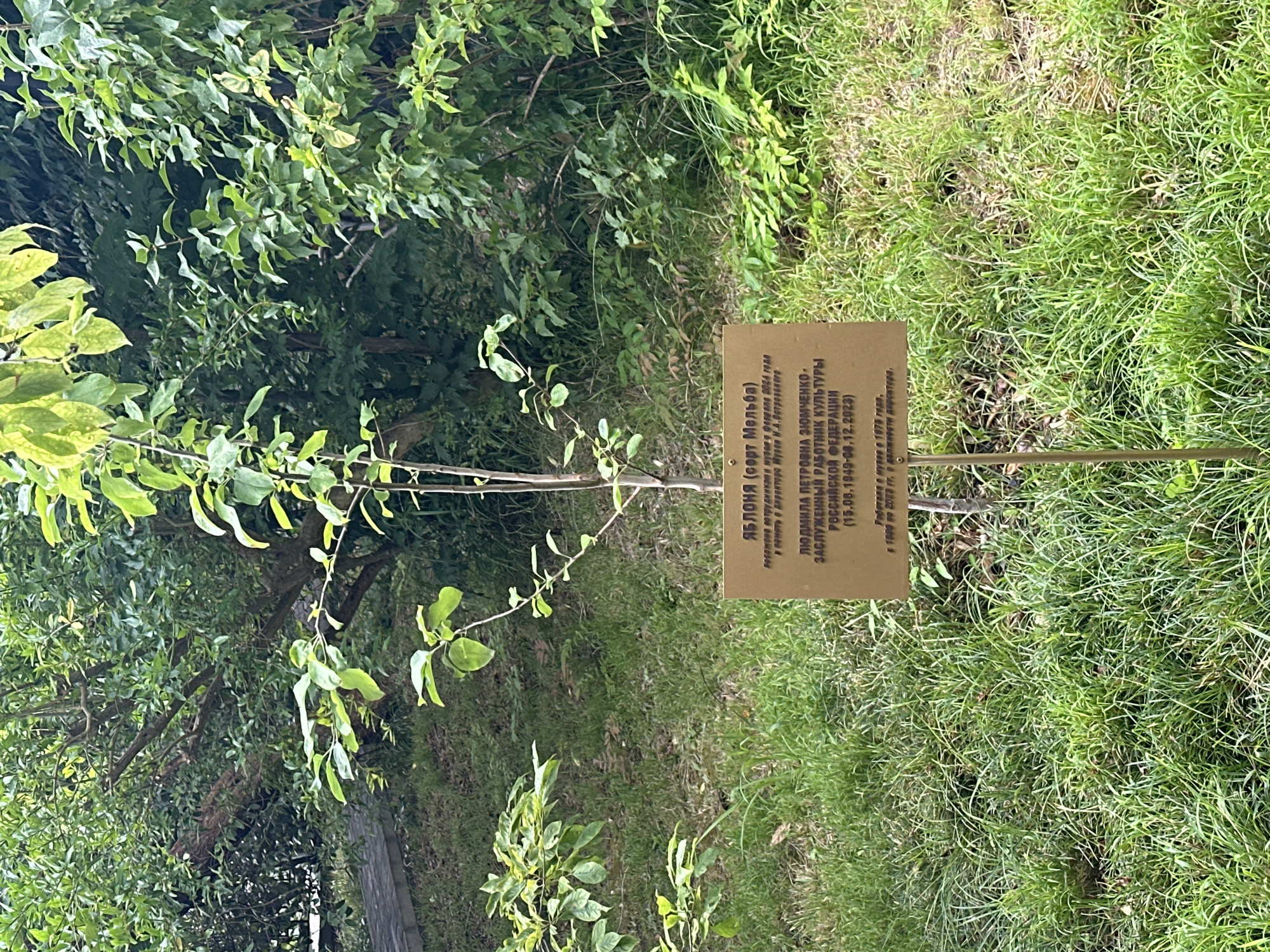 The image shows a young apple tree with a plaque at its base. The plaque reads: "ЯБЛОНЯ (сорт Мельба) посажена сотрудниками и друзьями в феврале 2024 года в память о директора музея Н.А. Островского. ЛЮДМИЛА ПЕТРОВНА ЗЮМЧЕНКО. ЗАСЛУЖЕННЫЙ РАБОТНИК КУЛЬТУРЫ РОССИЙСКОЙ ФЕДЕРАЦИИ (15.06.1949-09.12.2023) Работала в музее с 1979 года и до смерти в должности директора." This translates to: "APPLE TREE (Melba variety) planted by employees and friends in February 2024 in memory of the museum director N.A. Ostrovsky. LYUDMILA PETROVNA ZYUMCHENKO. HONORED WORKER OF CULTURE OF THE RUSSIAN FEDERATION (06/15/1949-12/09/2023) Worked at the museum from 1979 until her death as director." The tree is situated in a grassy area with a paved path visible to the left and lush green foliage in the background. The setting appears to be an outdoor garden or park.