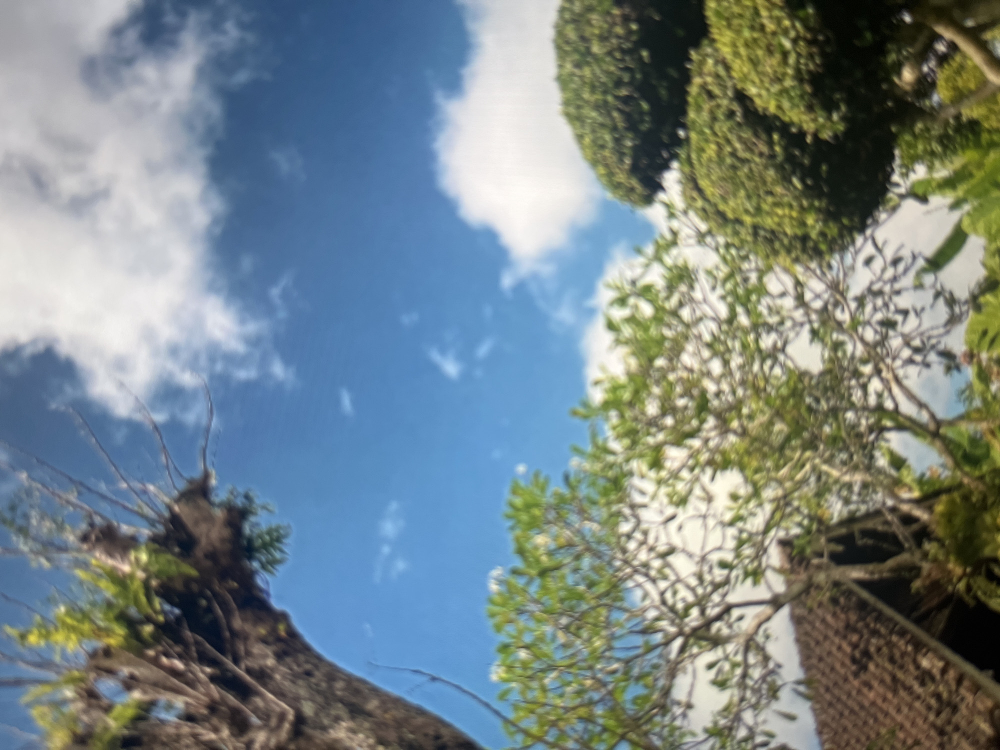 The image shows a clear blue sky with scattered white clouds. In the foreground, there is a large tree trunk on the left, partially covered with green foliage. Below it, a dense canopy of green leaves from smaller trees is visible, with a traditional brown tiled roof of a building peeking out from behind. On the right side of the image, there are two large, rounded green bushes, shaped like topiaries, against the sky. The scene is likely an outdoor setting, possibly a garden or yard in Cirahayu, Indonesia, given the presence of lush greenery and architectural style suggestive of the region. The image is out of focus, giving a soft, impressionistic view of the elements.