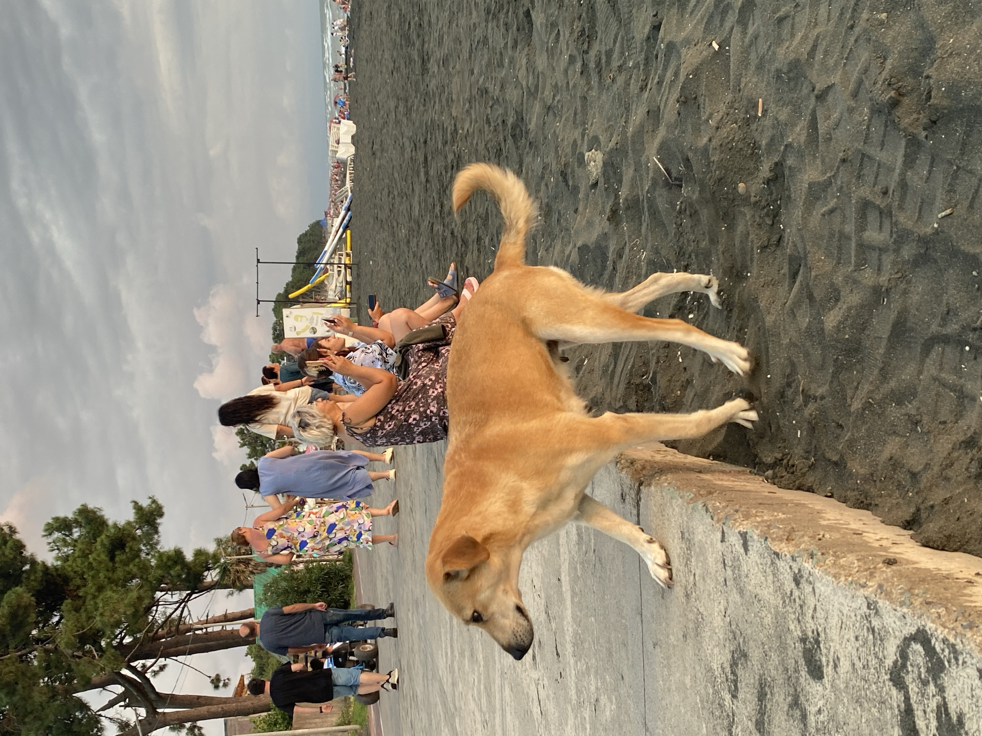 A medium-sized, light brown dog walks along a concrete path beside a black sand beach in Ureki, Georgia. The dog is facing left and its tail is curled upwards. In the background, several people are walking along the path and sitting on the beach. The sky is overcast with gray clouds. The beach is lined with trees and beach chairs.