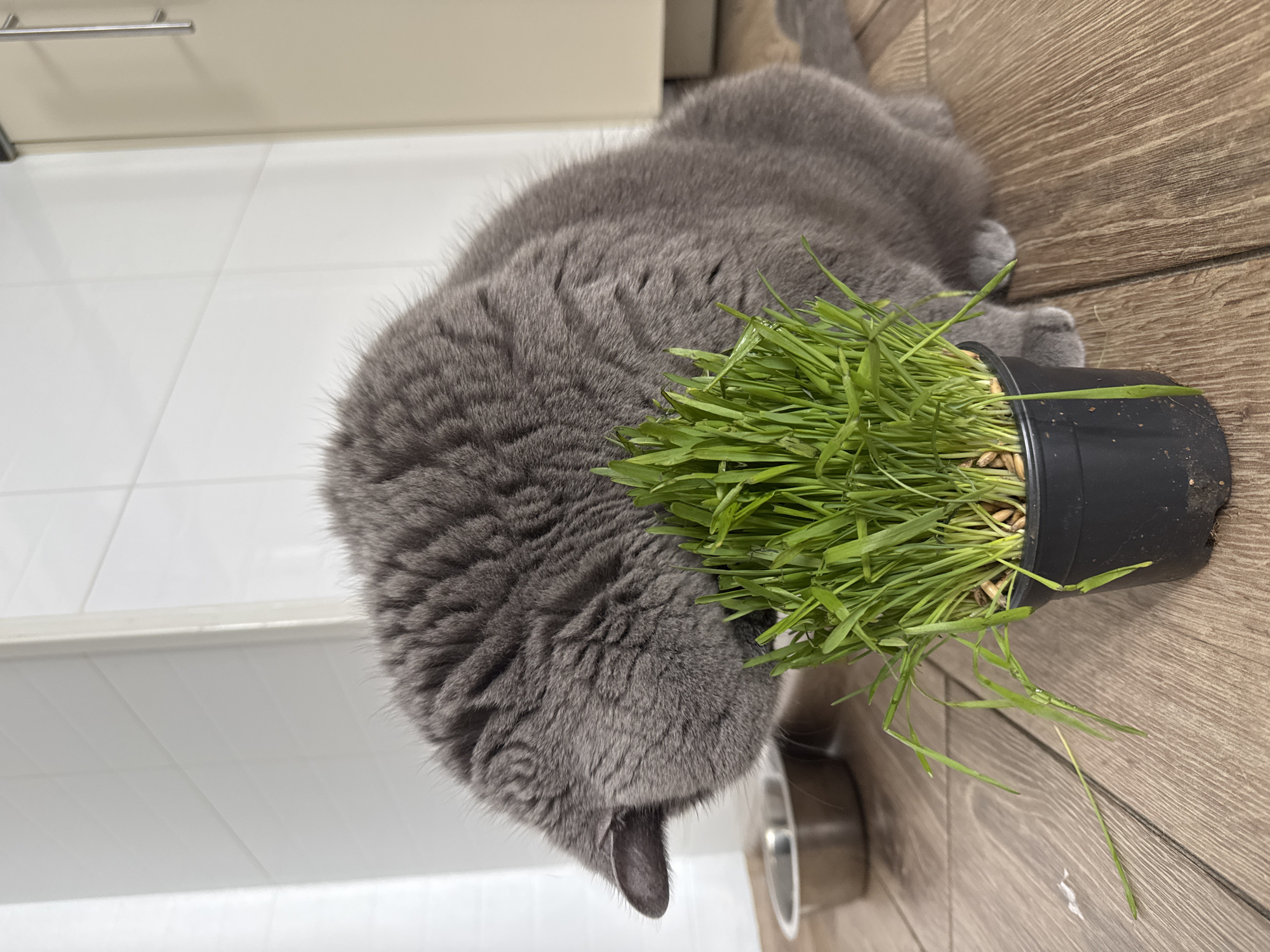 In Sovkhoz imeni Lenina, Russia, a fluffy gray cat is captured in a close-up shot, its head lowered to munch on a pot of fresh green grass. The cat's fur appears soft and thick, and its body is mostly out of focus, emphasizing the plant. The grass itself is vibrant green, sprouting from a small black pot. The scene is set on a wooden floor, with a glimpse of a metallic pet bowl in the background. The environment suggests an indoor setting, likely a kitchen or dining area, with white tiled walls visible.