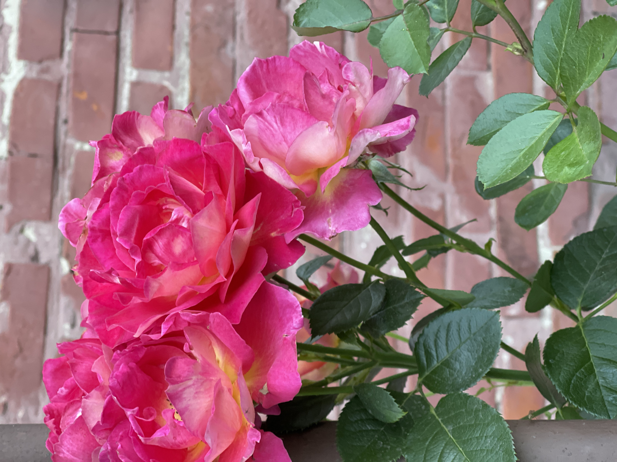 A close-up, medium-angle shot features a cluster of vibrant pink roses with yellow undertones, set against a blurred brick wall. The roses are in various stages of bloom, with delicate petals unfurling to reveal their intricate layers. Lush green leaves and stems are visible, some with water droplets, suggesting recent rain or mist. The overall impression is one of natural beauty and abundance. The scene is located in an outdoor environment, possibly a garden or a balcony, in a city not specified.