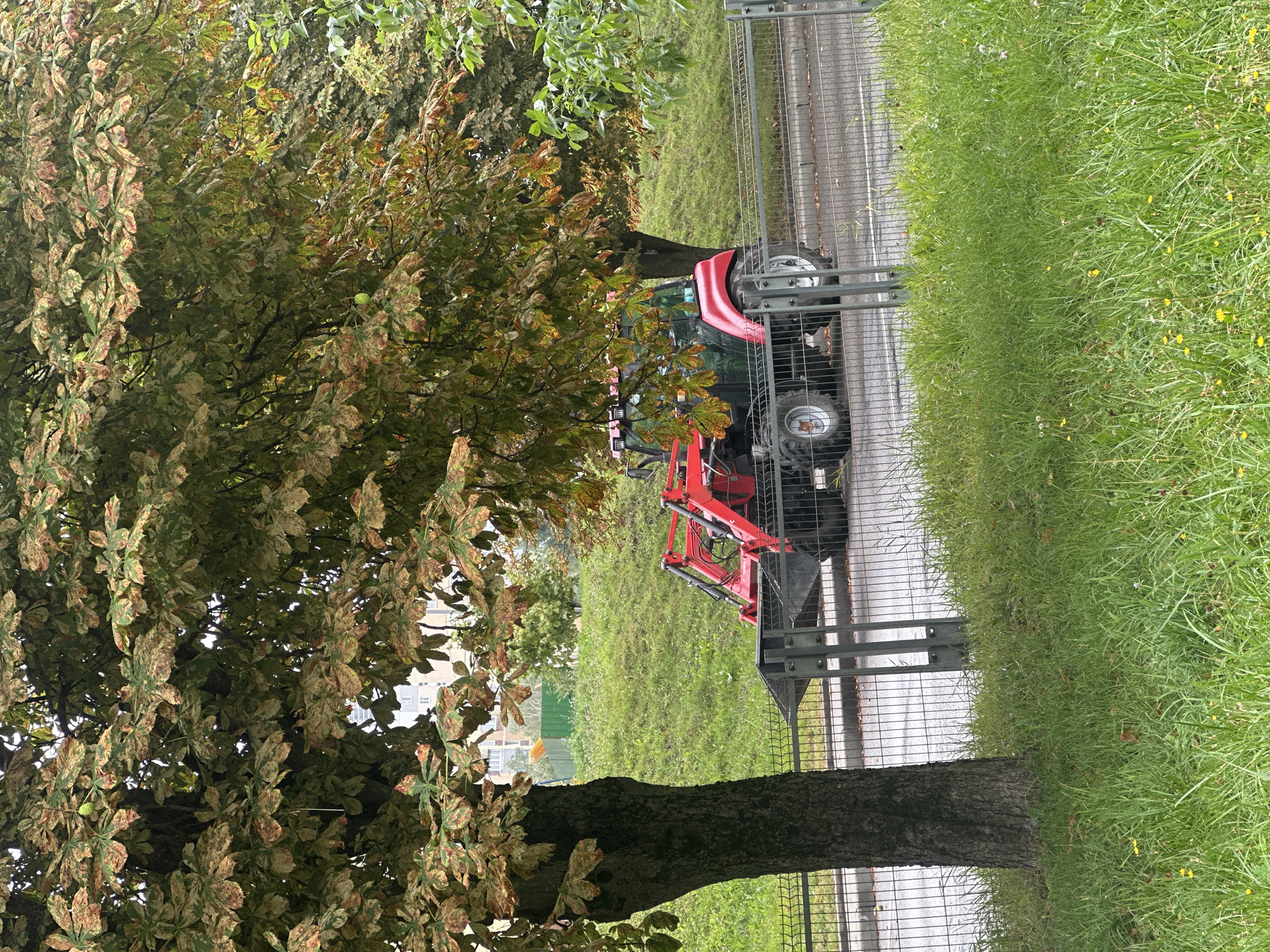 In Minsk, Belarus, a red tractor with a front loader is parked on the side of a wet asphalt road, separated from a grassy embankment by a chain-link fence. The tractor, a compact utility model, has large tires and a visible cab. The embankment is covered in green grass with scattered yellow and white wildflowers. Overhead, the branches of a tree, likely a horse chestnut given the characteristic leaf shape and presence of developing fruits, partially obscure the view. The leaves of this tree display signs of late summer or early autumn discoloration, with patches of brown and yellow mixed with green. In the background, beyond the embankment, is a low green fence and then further behind, residential buildings with visible windows. The sky is overcast, contributing to the subdued lighting of the scene. There are no people visible in the frame.