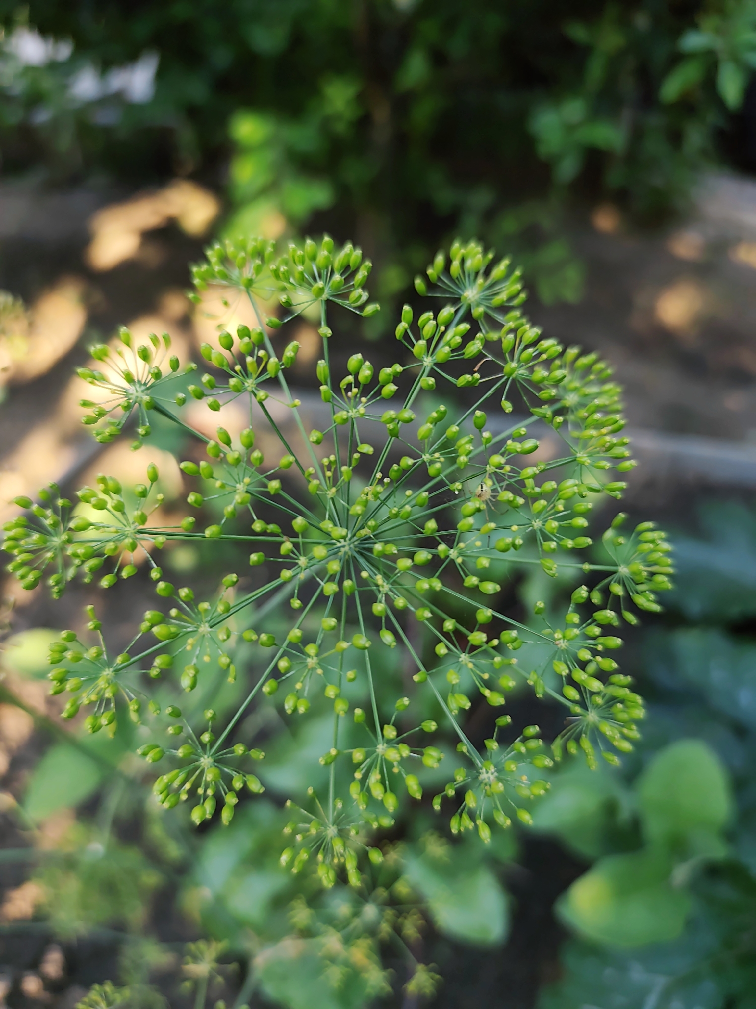 A close-up, vertical, outdoor shot focuses on a dill flower with a spider on it. The dill flower is green and consists of many small seed pods arranged in a radial pattern. The spider is small and light brown, positioned on one of the seed pod clusters. The background is blurred and consists of green foliage and some dappled sunlight. The image was taken in Durlești, Moldova.