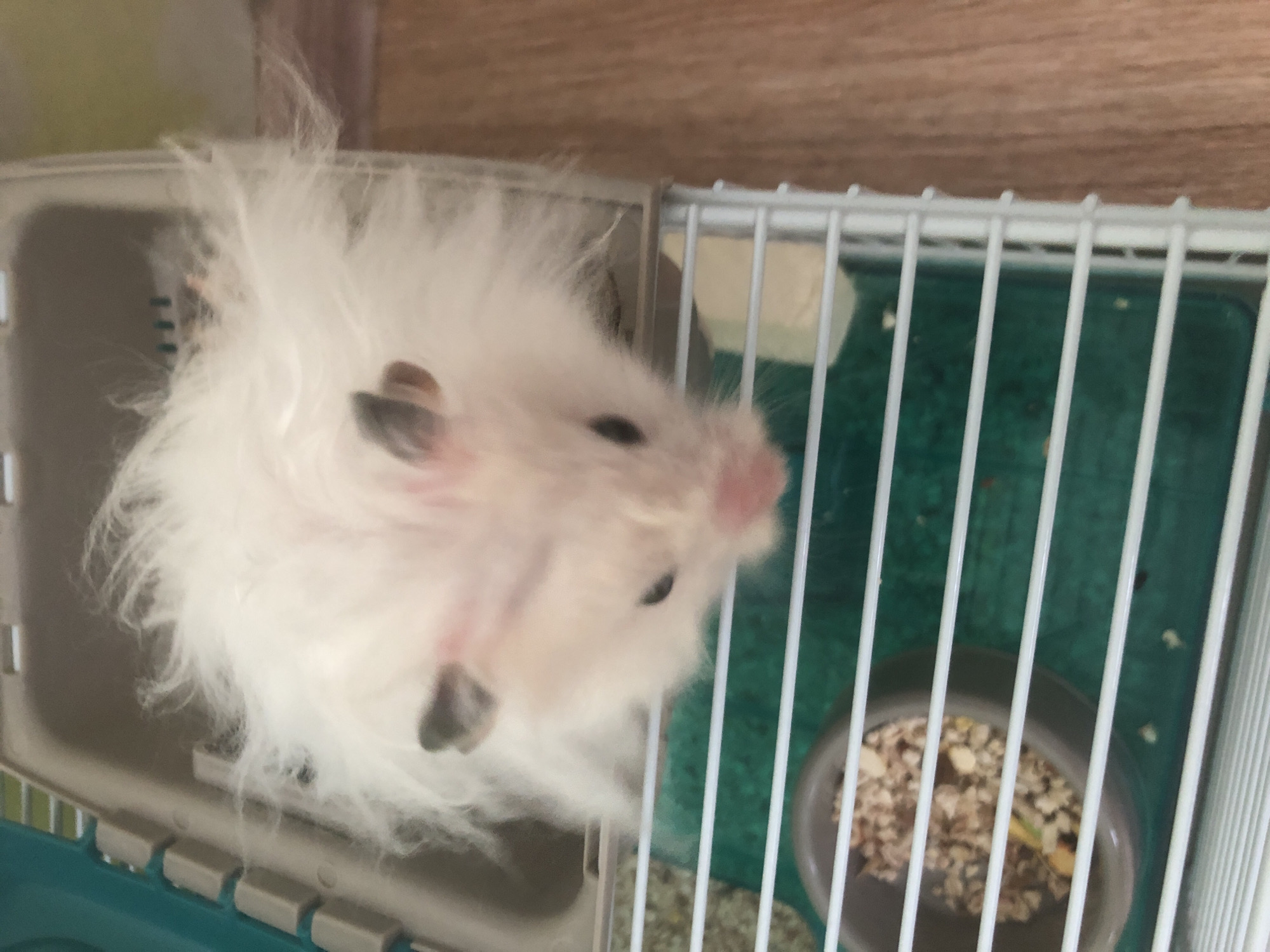 A fluffy white hamster is peeking over the edge of its cage. The hamster has dark eyes and ears. The cage is made of plastic and has white bars. Inside the cage, there is a food bowl filled with hamster food and a green mat. The cage is placed on a wooden surface, which appears to be a floor. The background is blurry, but it seems to be an indoor environment. There is no information available to associate this image with the city of Solikamsk, Russia.