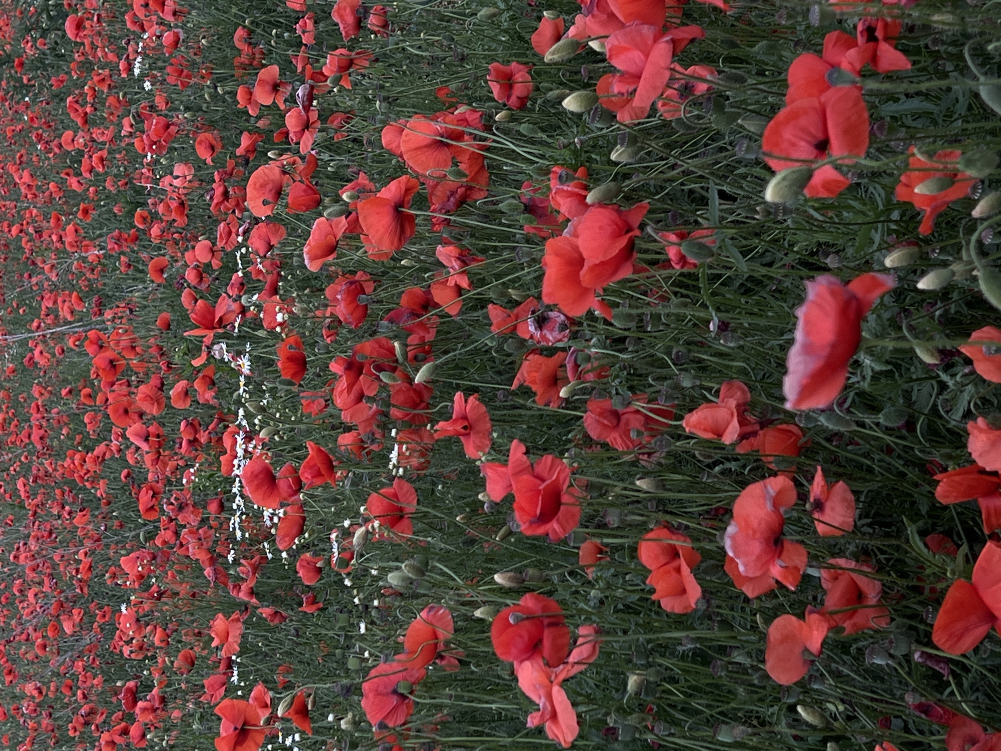 The image depicts a dense field of blooming red poppies and scattered white wildflowers, predominantly poppies. The flowers are in various stages of bloom and wilting, with some fully open petals and others still in bud form. The stems and leaves are a muted green, characteristic of a natural, wild setting. The overall lighting suggests a slightly overcast day, creating a somewhat subdued atmosphere. There is no evidence of human presence or any structures. The scene appears to be a natural landscape, possibly a meadow or a roadside verge, without any specific identifiable landmarks that would pinpoint a location within Ternopil, Ukraine.