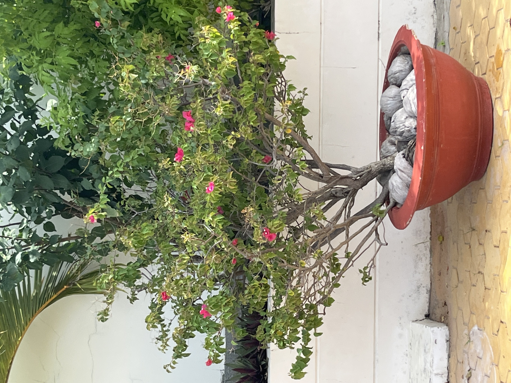 A potted bougainvillea plant with vibrant pink flowers is situated in a red, circular planter on a yellow, hexagonal paved surface. The planter is filled with large, gray, coconut-like objects around the base of the plant. The plant itself has a thick, gnarled trunk and numerous branches with green leaves and pink bracts. Behind the plant, a white wall with a textured surface serves as a backdrop. To the left of the planter, a white concrete step is visible. Lush green foliage from other plants is present in the background, suggesting an outdoor environment. The scene is set in the city of Mũi Né, Vietnam, which is known for its coastal scenery and tropical climate.