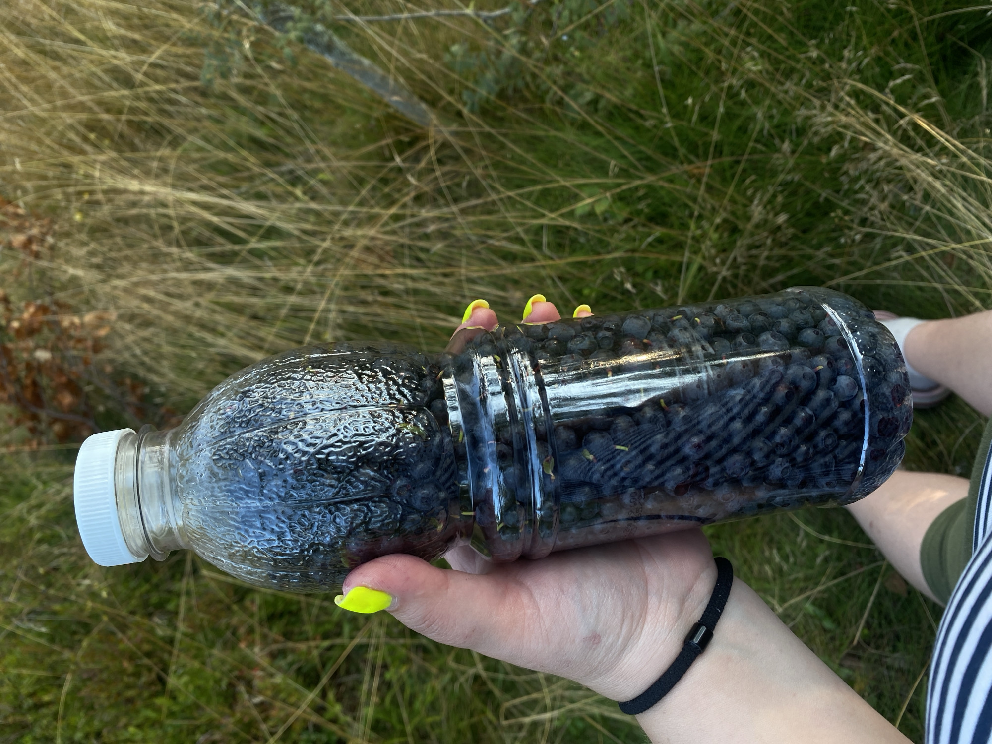 A person is holding a clear plastic bottle filled with blueberries. The bottle has a white cap and textured sides. The person's hand is visible, with bright yellow fingernails and a black bracelet. They are wearing striped shorts and green shorts. The background is an outdoor environment with tall, dry grass and some green vegetation, suggesting a natural setting such as a field or meadow. The lighting indicates it is daytime, possibly late afternoon due to the warm tones in the grass. The image does not provide specific details to confirm the location as Baltiiskoe, Russia.