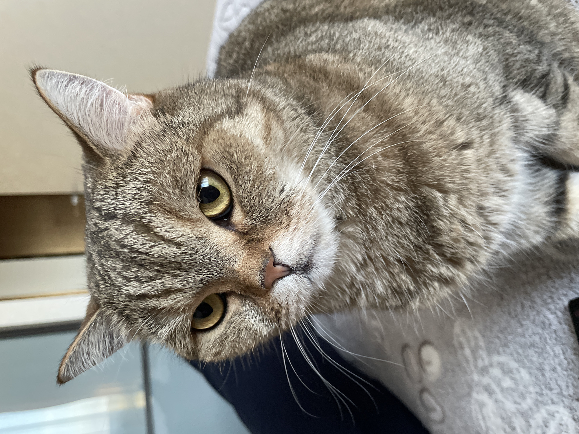 A close-up, angled portrait features a domestic tabby cat looking directly into the camera. The cat's head is tilted, emphasizing its attentive expression. Its eyes are a prominent yellow-green, wide open with slightly dilated pupils. The fur exhibits classic tabby stripes and patterns, a blend of warm browns, grays, and hints of lighter cream, particularly around the muzzle and inside the ears. Long, white whiskers stand out against its darker fur, extending from either side of its pink nose. The cat's ears are perked, revealing soft, lighter-colored fur within. The background is softly blurred, appearing to be an indoor setting with subtle variations in light and texture, possibly a light-colored wall or fabric. The lighting suggests daytime. No specific activity beyond observation is occurring, and the cat appears calm and curious. There is no visible text.