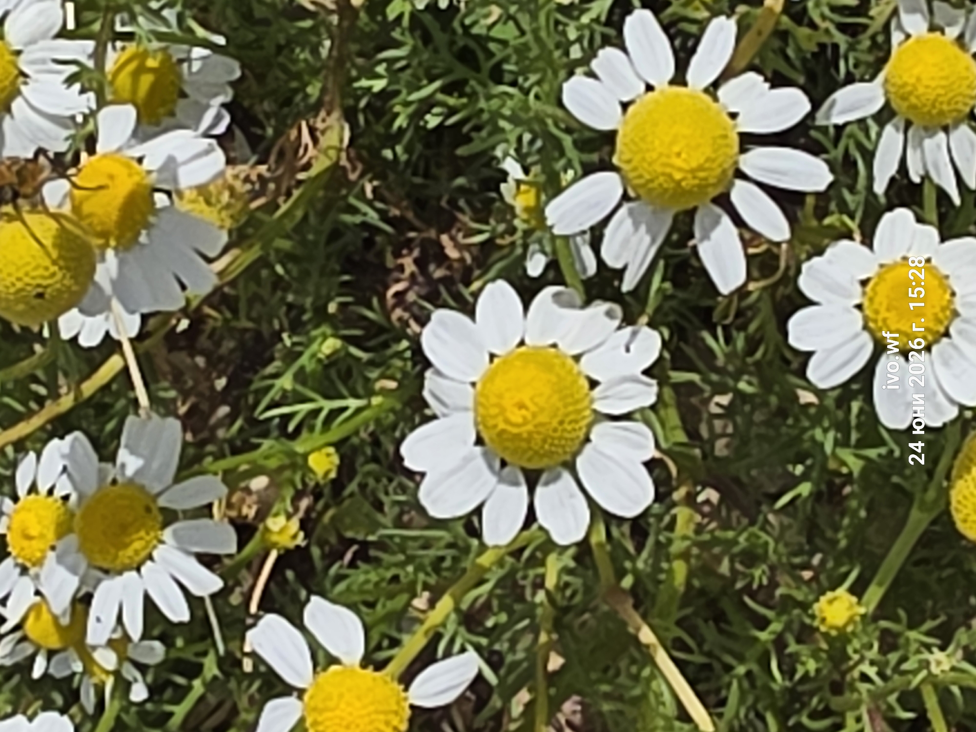The image is a close-up, overhead shot of several white daisies with yellow centers, interspersed with green grass and some dry, brown foliage. A bee is visible on one of the daisies, in the upper right quadrant of the image. The text "ivo.wf 24 юни 2026 г. 15:28" is superimposed in the lower right portion of the image. This text indicates the image was taken on June 24, 2026, at 15:28, and includes a username or identifier "ivo.wf". The location is specified as Chal, Bulgaria.