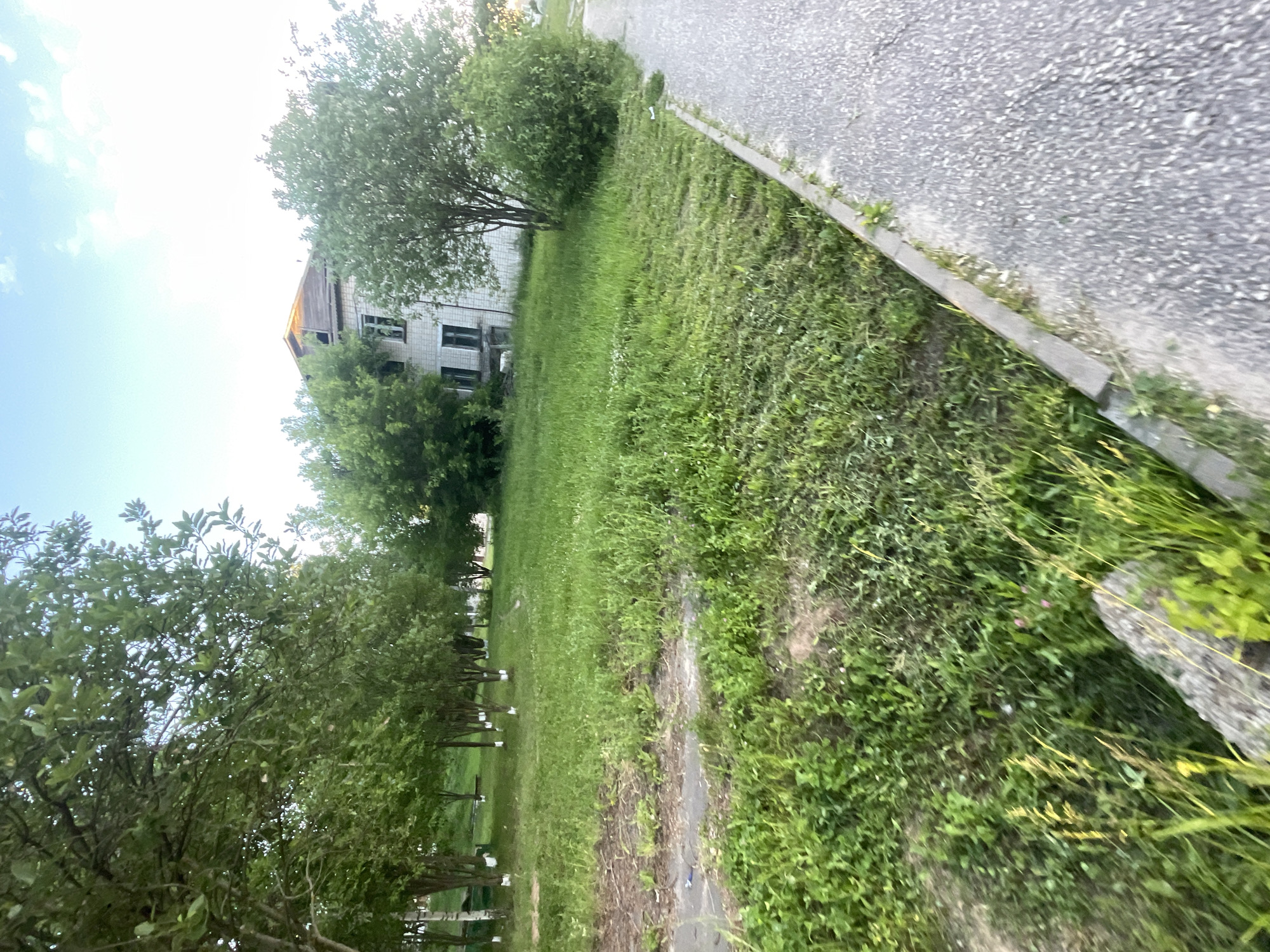 An exterior, eye-level, medium shot captures a view of a somewhat overgrown grassy area with a building in the background, located in the city of Krasnye Baki, Russia. A paved pathway with a curb runs along the right side of the image, bordering a large section of uncut grass and some areas that appear to have been recently mowed. A few trees with whitewashed bases are spaced across the grassy expanse to the left, with more dense foliage towards the background. The building in the background is a multi-story structure with light-colored brickwork and visible window frames. The sky above is a pale blue with scattered clouds.