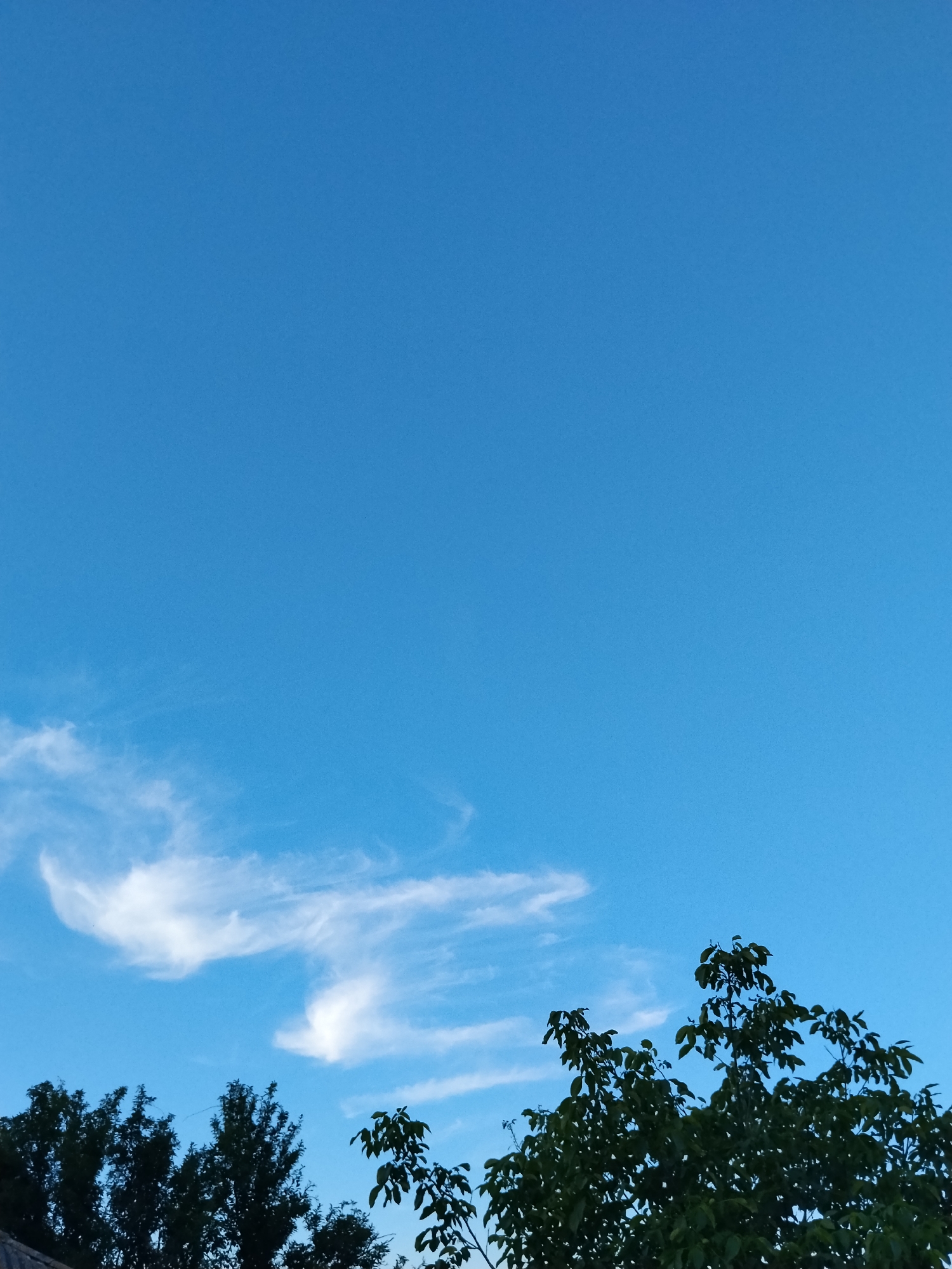 This media file depicts a clear blue sky with sparse, wispy clouds. The lower portion of the image is filled with the dark green foliage of trees, silhouetted against the bright sky. Some of the tree branches are laden with leaves, while others are more bare, suggesting a possible late summer or early autumn setting. The lighting indicates it is daytime, likely late afternoon or early evening due to the soft light and shadows cast by the trees. There is no text visible in the image. The overall scene evokes a sense of peacefulness and natural beauty, with the vast sky dominating the frame. The location is Ustyvytsia, Ukraine.