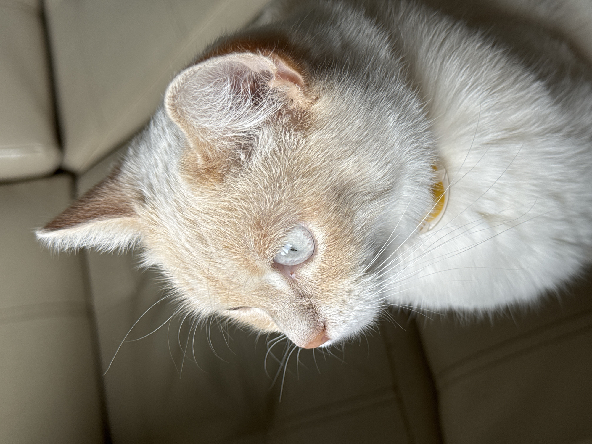 A close-up profile shot of a white and ginger cat's face is captured indoors. The cat is looking to the left, with its light blue eyes visible. The cat is wearing a thin yellow collar. The background appears to be a beige, upholstered surface, possibly a sofa. The lighting suggests natural light coming from the left, casting shadows on the right side of the cat's face and the background. There are no people or other animals visible in the image. The location is specified as Боголюбово, Russia, however, the image itself does not contain any visual cues to confirm this specific location.