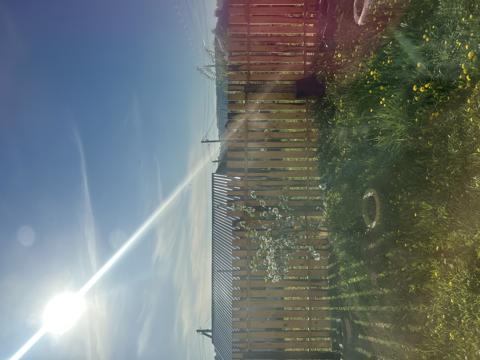 The image shows an outdoor scene in Ольховка, Russia, featuring a wooden fence running along the side of the frame. Beyond the fence, there's a clear blue sky with the sun creating a bright glare. In the foreground, tall green grass dotted with yellow dandelions is visible. A rubber tire hangs in the vegetation near the fence. A flowering plant with white blossoms grows alongside the fence. Power lines and utility poles are seen in the distance. The overall impression is that of a bright, sunny day in a suburban or rural setting.