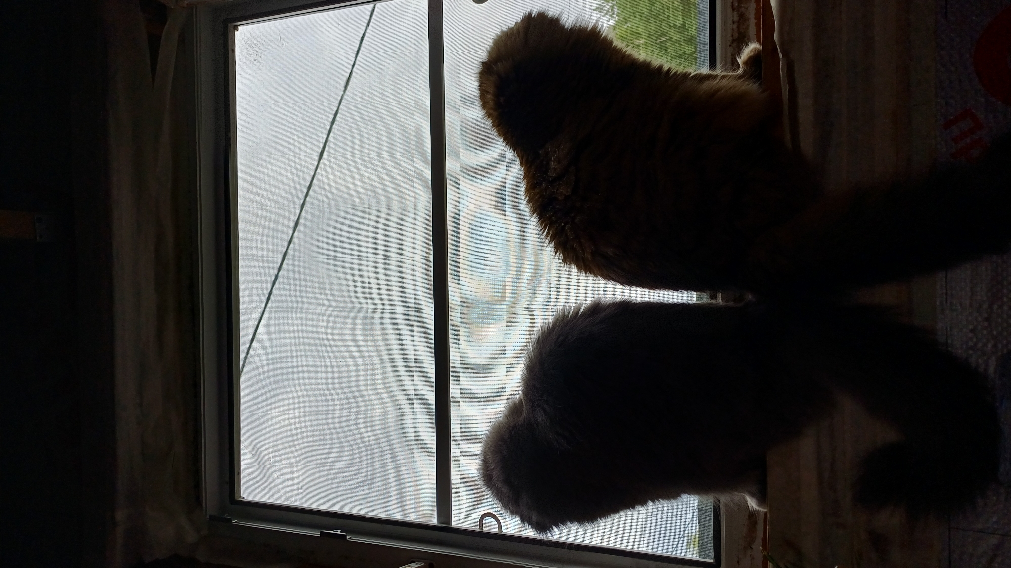 Two cats, silhouetted against a cloudy sky visible through a window screen, sit on a wooden surface. The cat on the left appears to be a lighter color, while the cat on the right is a darker, reddish-brown color. Their tails are blurred, suggesting movement or their fluffy nature. The environment appears to be an unfinished interior space, with exposed wood and insulation visible. The scene is located in the city of Timokhovo, Russia.