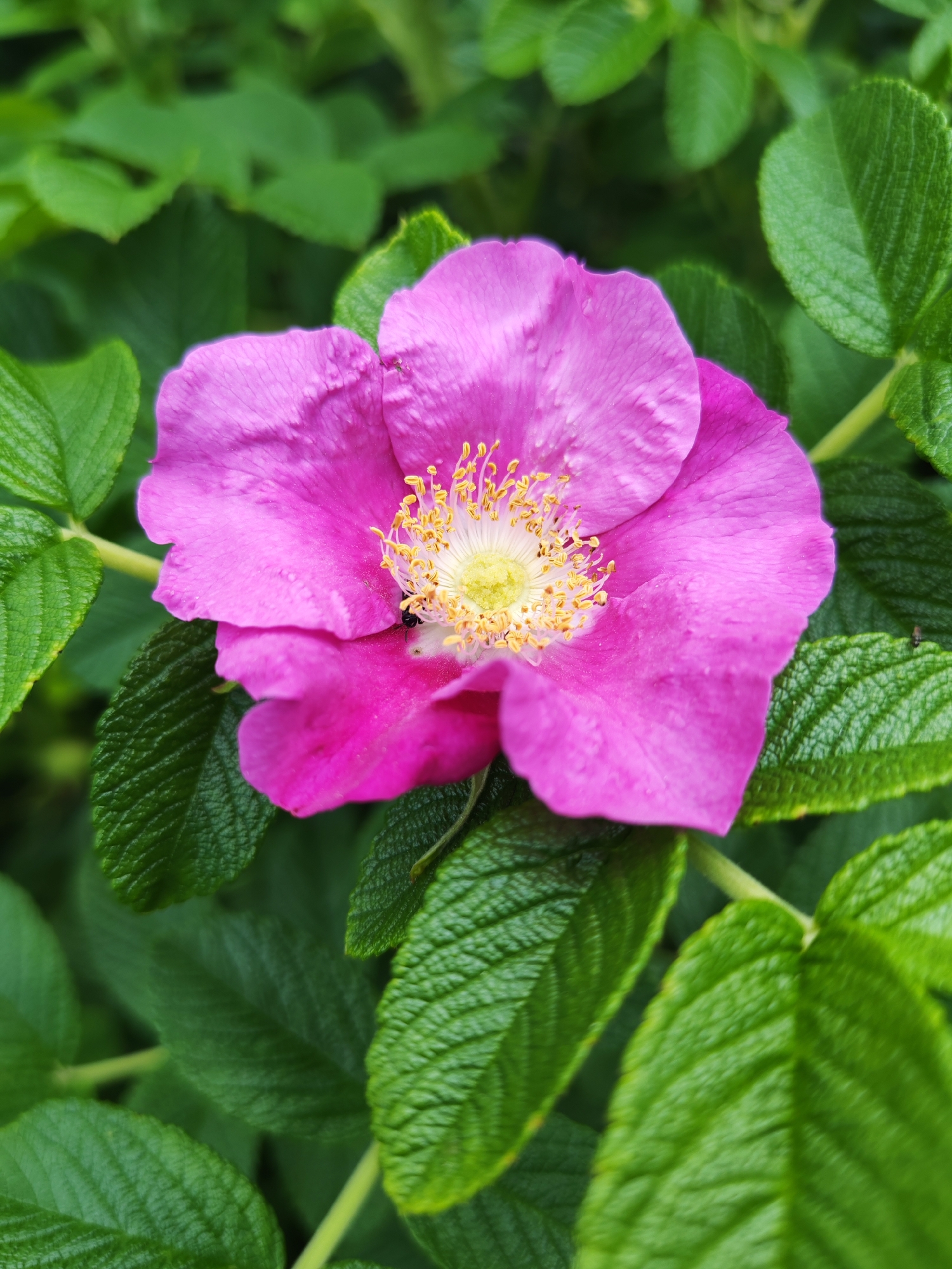 A close-up, eye-level shot captures a vibrant pink rose against a background of lush green foliage. The rose, the central subject, displays five delicate petals, with one slightly unfurled, revealing a cluster of yellow stamens at its center. Tiny water droplets are visible on the petals, suggesting recent moisture. A small, dark insect, possibly a fly, is perched on the edge of a petal, near the center of the flower. The surrounding leaves are a deep green with visible veins and a slightly textured surface. The lighting is natural, casting soft shadows and highlighting the bloom's textures. The image appears to be taken outdoors, in a natural setting such as a garden or park. There is no indication of the city of Kurgan, Russia, in the image itself.