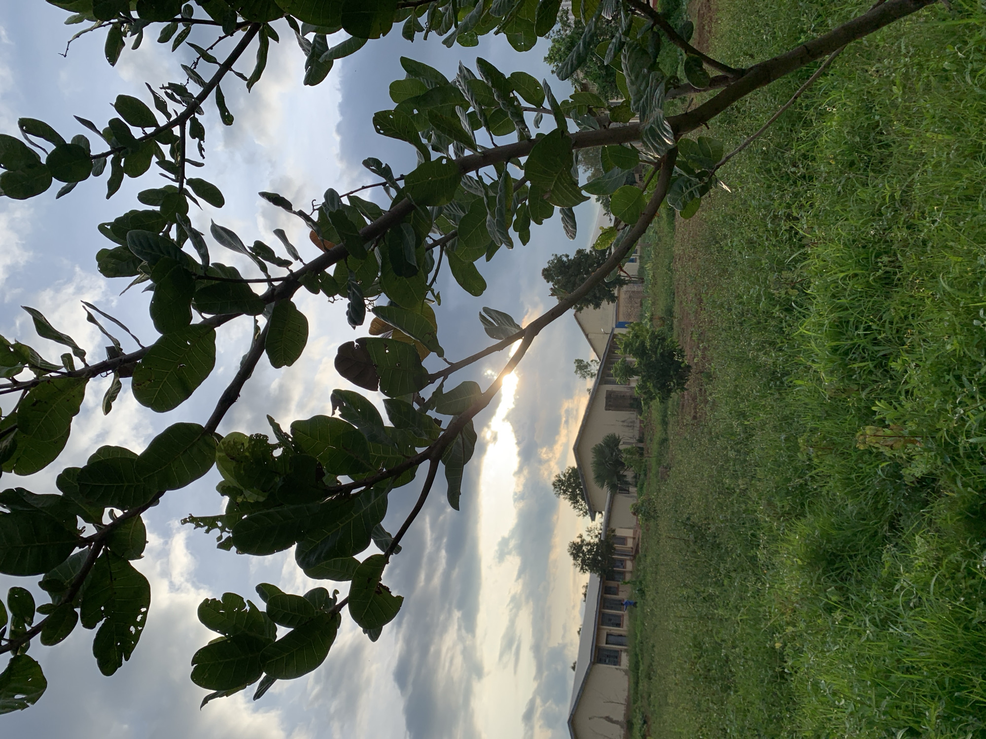 In Kuru Karama, Nigeria, a tree with lush green leaves, some showing signs of damage, occupies the foreground of the image, its branches extending towards the sky. Behind the tree, a field of dense green grass stretches out, dotted with smaller plants. In the middle ground, two light-colored buildings with pitched roofs are visible, separated by a patch of trees. The sky above is a mix of gray clouds and patches of blue, with the sun peeking through, casting a warm glow. A lone figure, appearing as a small blue speck, is walking in front of the buildings, on the grassy field. The overall scene depicts a serene, rural landscape with a hint of human presence.