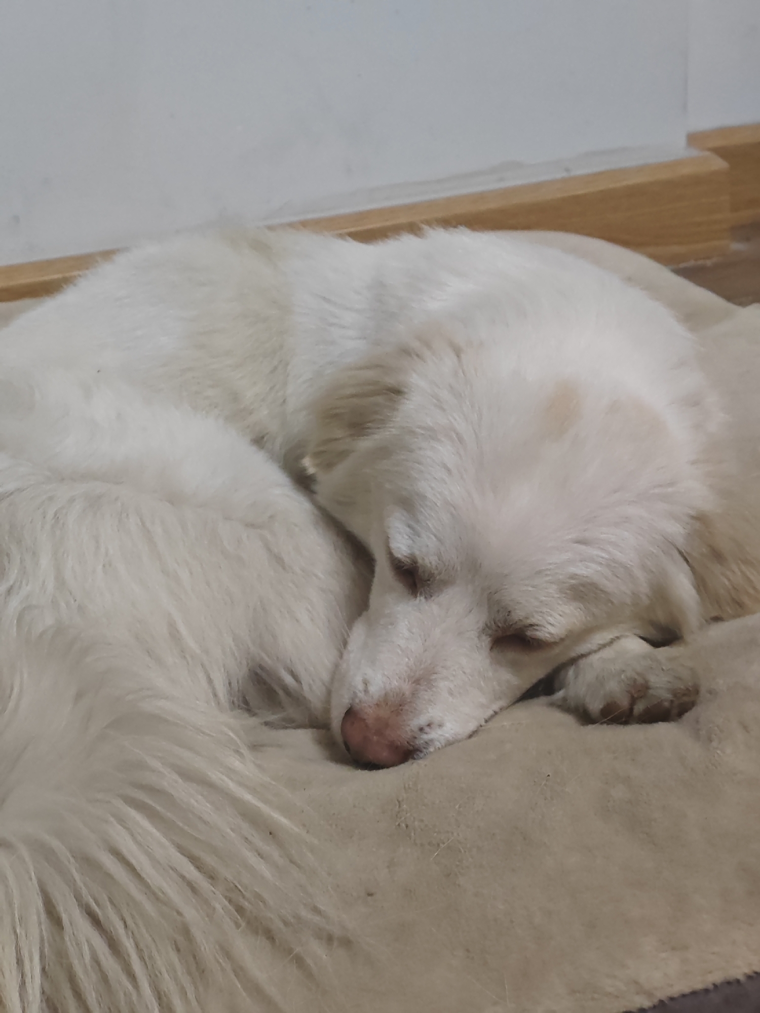 A white dog with tan markings on its face is curled up and sleeping on a light brown blanket. The dog's head is resting on its paws, and its eyes are closed. The background is a plain white wall with a wooden baseboard. The image is a close-up shot, focusing on the dog and its immediate surroundings. There is no information to suggest this scene is located in Đà Nẵng, Vietnam.