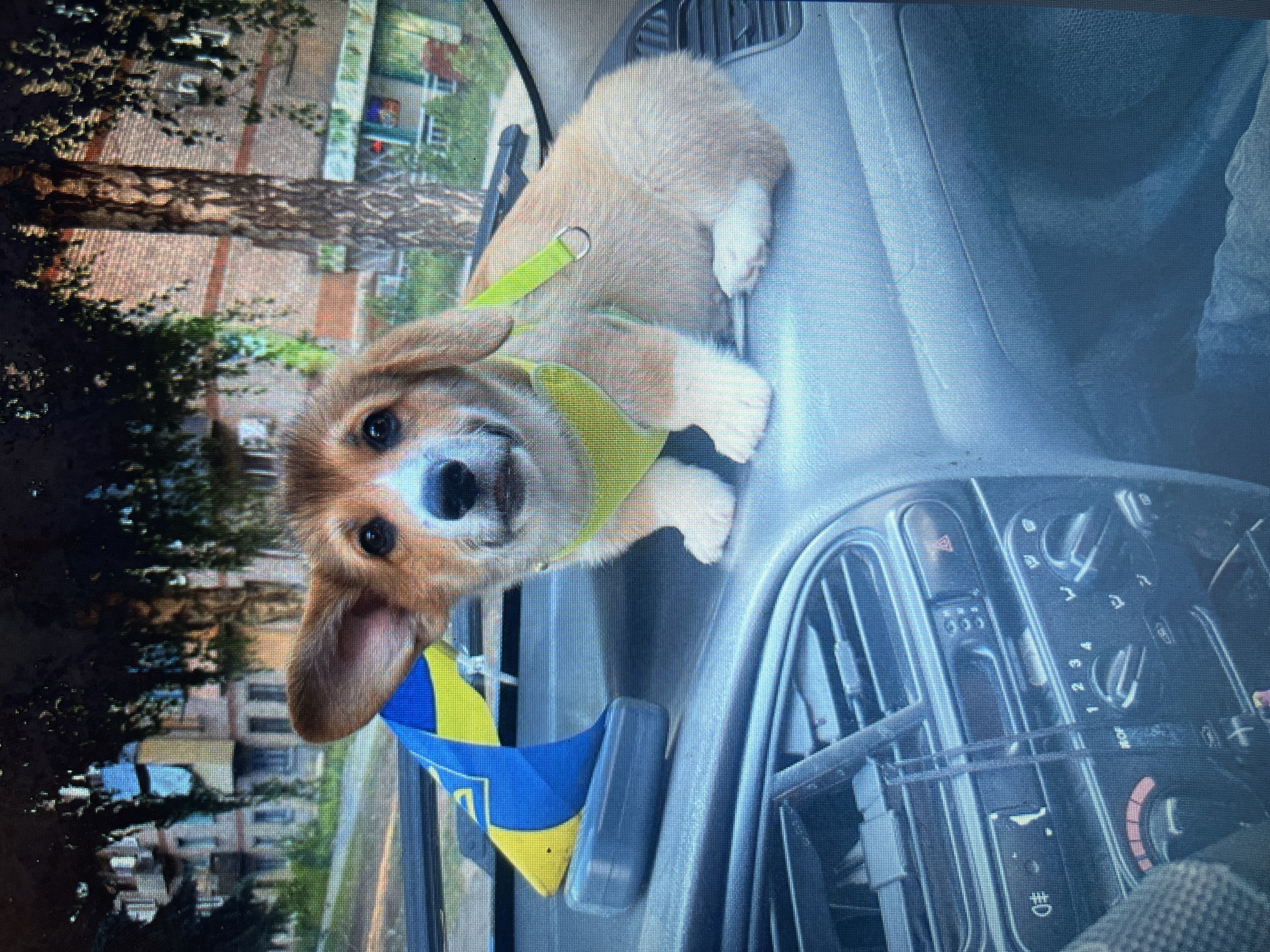 A light brown and white corgi puppy sits on the dashboard of a car in Bilenke, Ukraine. The puppy is wearing a light green harness and has one ear flopped over. Next to the puppy is a small Ukrainian flag mounted on a gray plastic object. The dashboard is gray and shows car controls including knobs and buttons. In the background, out of focus, are buildings and trees, consistent with an urban or suburban setting. The overall lighting suggests daytime.