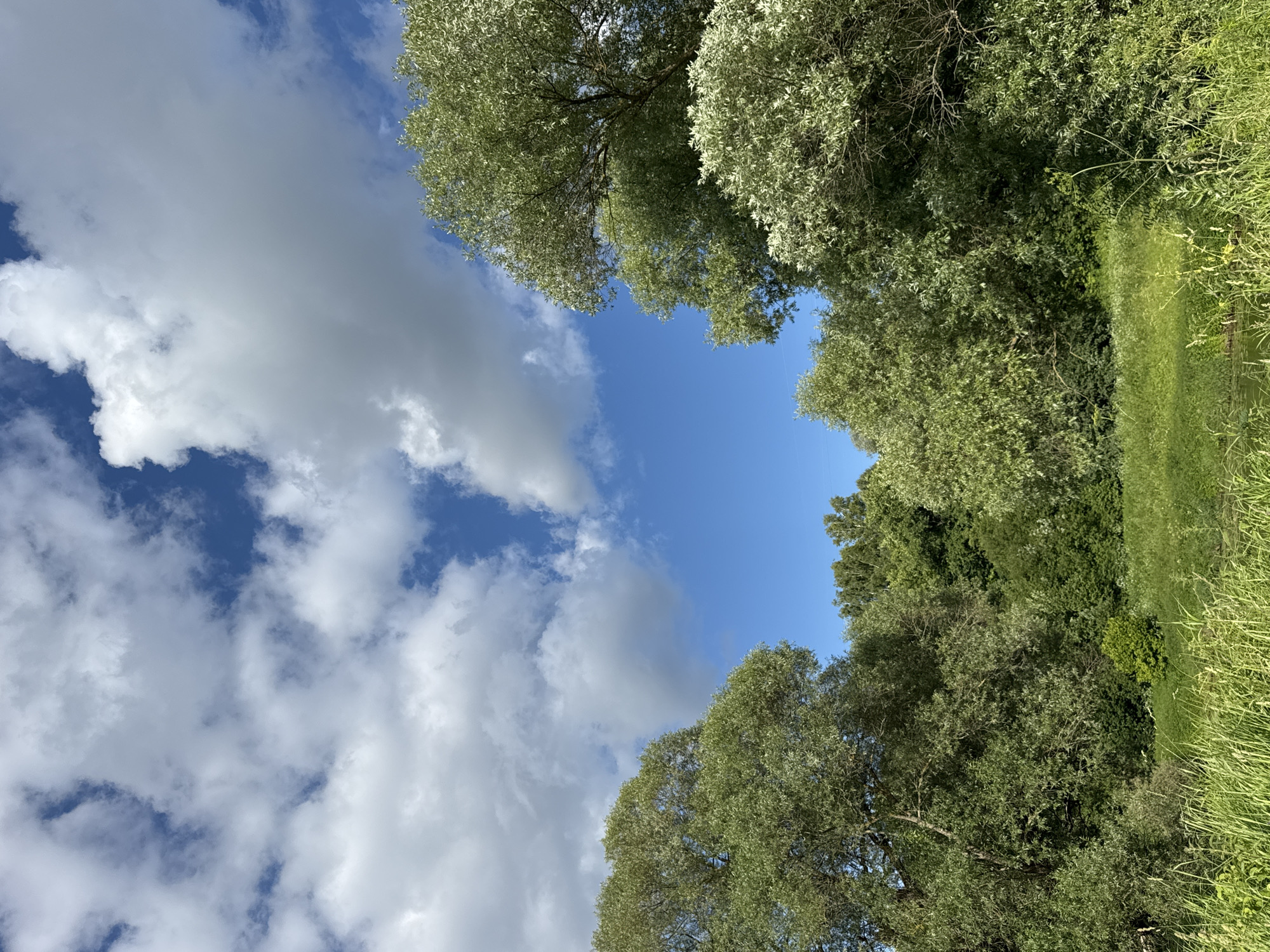 This media file captures a low-angle view of a vibrant natural scene under a bright blue sky with scattered white clouds. The foreground is dominated by lush green trees with dense foliage, their branches reaching upwards. On the right side, tall, bright green grass lines the edge of what appears to be a body of water or a marshy area, reflecting the overcast sky and greenery. The overall impression is one of a serene, sunlit day in a rural or park-like setting.
The scene is composed of natural elements, with no people or man-made objects immediately apparent, creating a sense of peaceful solitude. The lighting suggests it is daytime, likely midday or early afternoon, given the bright illumination and the contrast between the sky and the shaded areas within the trees. The weather appears to be pleasant, with a mix of sunshine and fluffy clouds.
While specific location cues are limited to the general description of a natural landscape, the context of Serpukhov, Russia, suggests a temperate climate typical of the region during warmer months. The image evokes a feeling of tranquility and the beauty of unspoiled nature. There is no visible text in the media file.