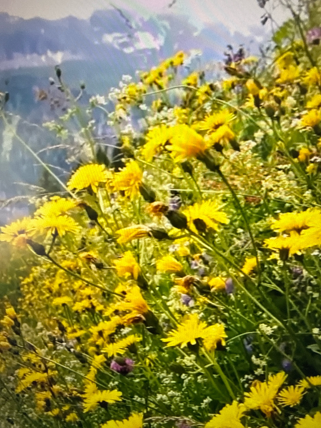 The image depicts a vibrant field of yellow wildflowers, likely dandelions, in close-up. The flowers are in full bloom, with some appearing to be in bud or past their prime. The background is softly blurred, suggesting a natural setting with mountains or hills in the distance. The lighting is bright and natural, indicating daylight. There are no people or man-made structures visible in the scene. The focus is entirely on the flora. This image does not contain any information about the city of Netanya, Israel.