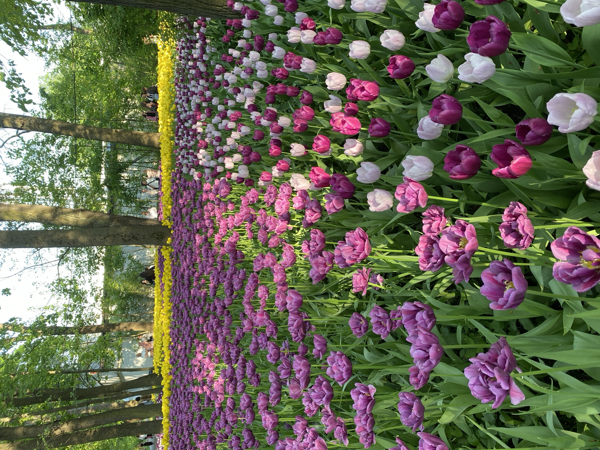 The image shows a field of tulips in a park in Saint Petersburg, Russia. The tulips are arranged in rows of purple, pink, white, and yellow. There are trees lining the edge of the park, and people can be seen walking in the background.