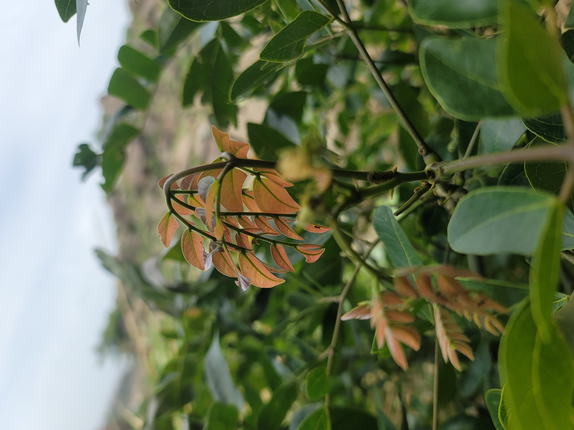 The image depicts a close-up of a plant with green and reddish-orange leaves. The plant is in focus, with the background appearing blurred. The background suggests a natural environment, possibly a hillside or a lush garden with other plants and foliage. The location is Jos, Nigeria, although there is no explicit indication of this in the image itself. There are no people visible in the photograph.