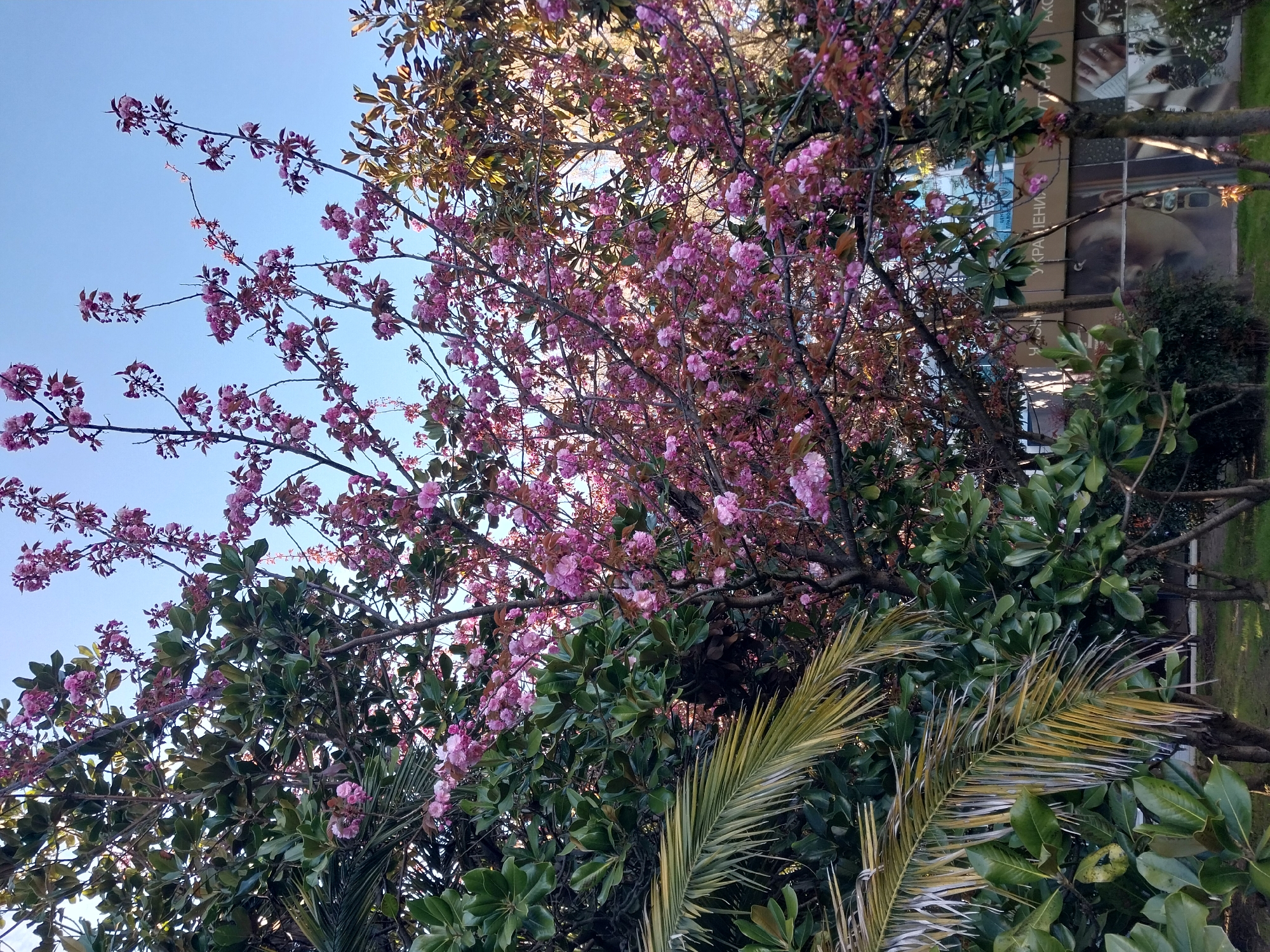 This image captures a vibrant outdoor scene in Sochi, Russia, dominated by lush greenery and blooming trees under a clear, bright blue sky. The photograph is taken during daytime, suggesting sunny and pleasant weather conditions.
The foreground and mid-ground are filled with dense foliage. A prominent tree is covered in numerous clusters of bright pink blossoms, resembling cherry or ornamental plum flowers, indicating springtime. Intermingled with these delicate pink flowers are the dark green, glossy leaves of broad-leafed evergreen trees and bushes, providing a rich visual contrast. In the lower part of the frame, several large, distinctive palm fronds are visible, some retaining their vibrant green hue while others show signs of yellowing, particularly at their tips. This combination of spring blossoms and palm trees is characteristic of Sochi's subtropical climate.
In the background, partially obscured by the trees, stands a modern building. Its facade features large, multi-paneled sections adorned with what appear to be abstract or stylized photographic images, including a partial depiction of a face or head, and possibly hands. Several lines of Cyrillic text are visible on the building. One fragment clearly reads "УПРАВЛЕНИ," likely part of "УПРАВЛЕНИЕ" (meaning Management or Administration). Another partial phrase appears to be "ЦЕНТР ПРАВОВОГ," suggesting a "Legal Center" or similar institution.
No people are visible, and no specific activity is taking place, presenting a peaceful and serene snapshot of the urban landscape intertwined with natural beauty.