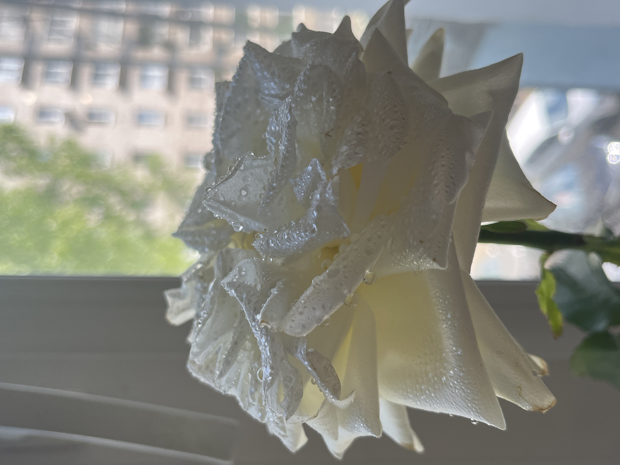 A close-up, low-angle shot captures a dew-kissed white rose in soft focus against a blurred urban background. The rose, predominantly white with hints of yellow, has delicate petals adorned with numerous small water droplets, creating a glistening effect. The background features the out-of-focus shapes of buildings and trees, suggesting an outdoor setting within a city. The lighting appears to be natural, casting a gentle glow on the flower and creating bokeh effects in the background. The scene is likely located in Chaikovsky, Russia, as suggested by the architectural style of the buildings visible. There are no people or animals present in the image. The focus is entirely on the intricate beauty of the rose.