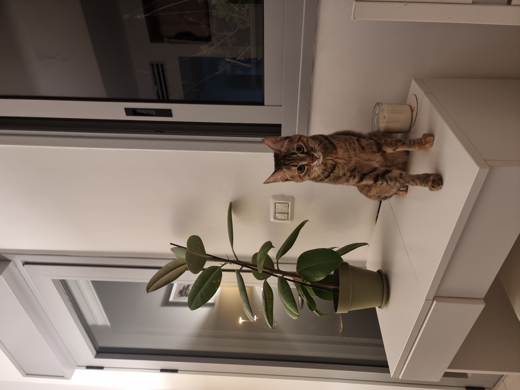 A brown tabby cat sits on a white shelf next to a potted ficus plant and a candle. The shelf is positioned below a double light switch on a white wall, next to a window with reflective glass. The scene is in an interior setting, likely a residence. No people are visible. The location is Ramat Gan, Israel.