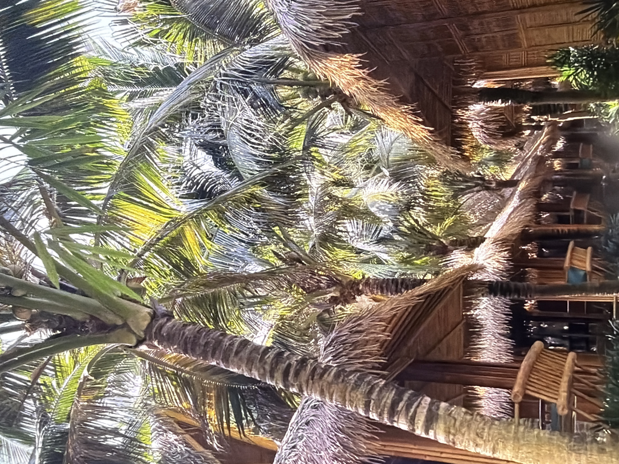 The image displays an outdoor scene characterized by abundant palm trees and rustic, thatched structures, likely under bright daylight.
In the foreground, a prominent palm tree trunk extends diagonally upwards from the lower left, its textured, ridged surface clearly visible. Its large fronds, a mix of vibrant green and dried, golden-brown, spread across the upper and central parts of the frame, creating a dense canopy. Sunlight filters through the leaves, casting dappled light and shadows.
To the right and in the background, several open-sided buildings or shelters with intricately thatched roofs made of dried palm fronds are visible. These structures appear to be constructed from natural materials like wood and dried foliage, suggesting a tropical or resort-like setting. Within some of these structures, simple wooden chairs and possibly tables are discernible, indicating seating or dining areas. Another palm trunk and more palm fronds are present in the mid-ground and background, reinforcing the lush, tropical environment.
The scene conveys a sense of warmth, relaxation, and natural beauty. No people are visible, and there is no discernible text. The bright lighting suggests a clear, sunny day.