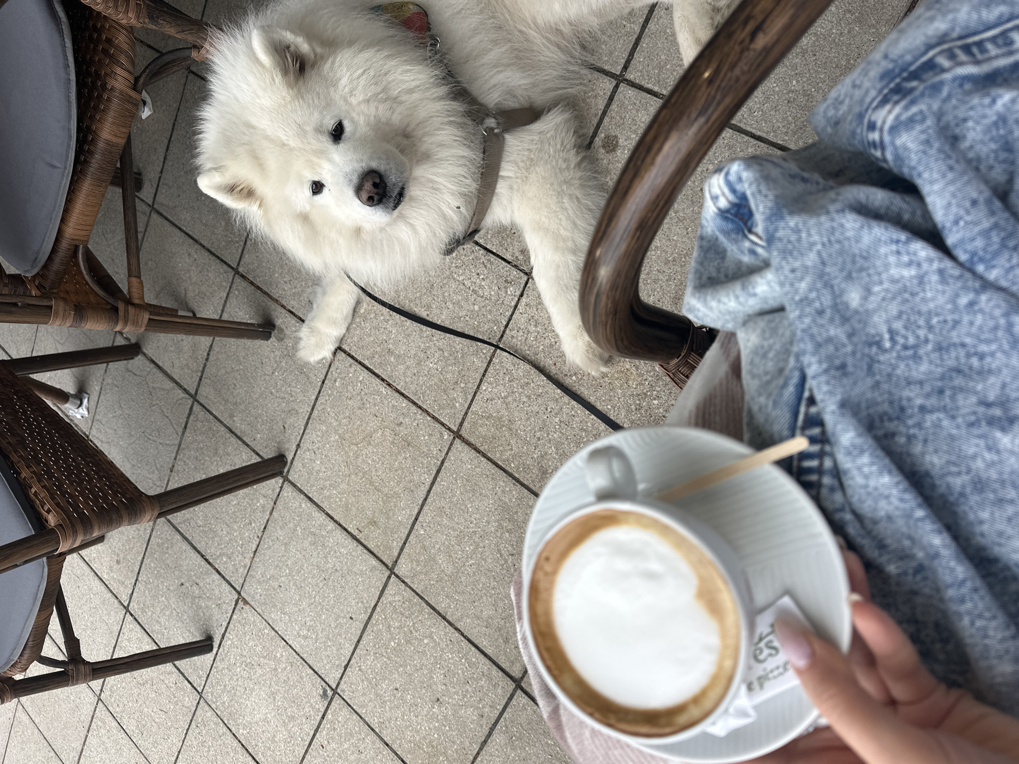 A medium-high angle shot depicts a light-skinned person holding a white cappuccino cup and saucer in their left hand. The cup has a light-tan liquid with a foamy white top and a wooden stirrer on the saucer. A white sugar packet with green lettering is also on the saucer. The person is wearing a light-blue denim jacket and sitting in a brown wooden chair at an outdoor cafe, with a similar chair to the left. Lying on the tiled floor next to the chair is a fluffy, white Samoyed dog wearing a gray harness and leash. The scene appears to be in an outdoor cafe, possibly in Bar, Montenegro.