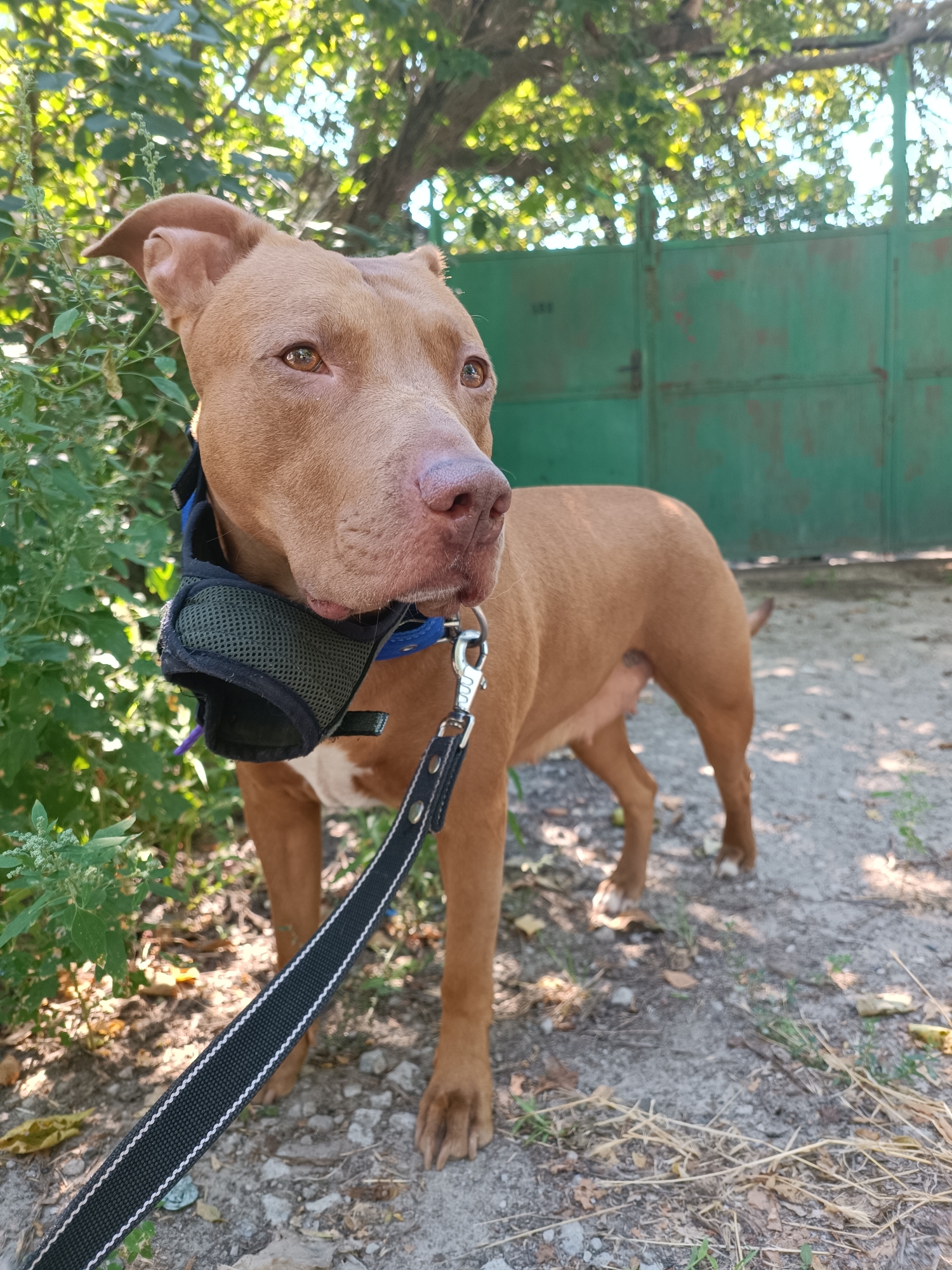 A medium shot captures a brown pit bull terrier wearing a dark green muzzle and a blue collar, standing outdoors on a dirt path. The dog is leashed with a black leash that has white trim, which extends out of frame to the left. The dog's body is angled slightly away from the camera, with its head turned to look towards the left. Behind the dog, a large, weathered, green metal gate stands partially visible. To the left of the dog, lush green foliage and branches from an overhanging tree create a natural backdrop. The ground is covered with dirt, small stones, and scattered dry leaves and grass. The lighting suggests it is daytime, with sunlight filtering through the tree canopy, creating dappled patterns of light and shadow.